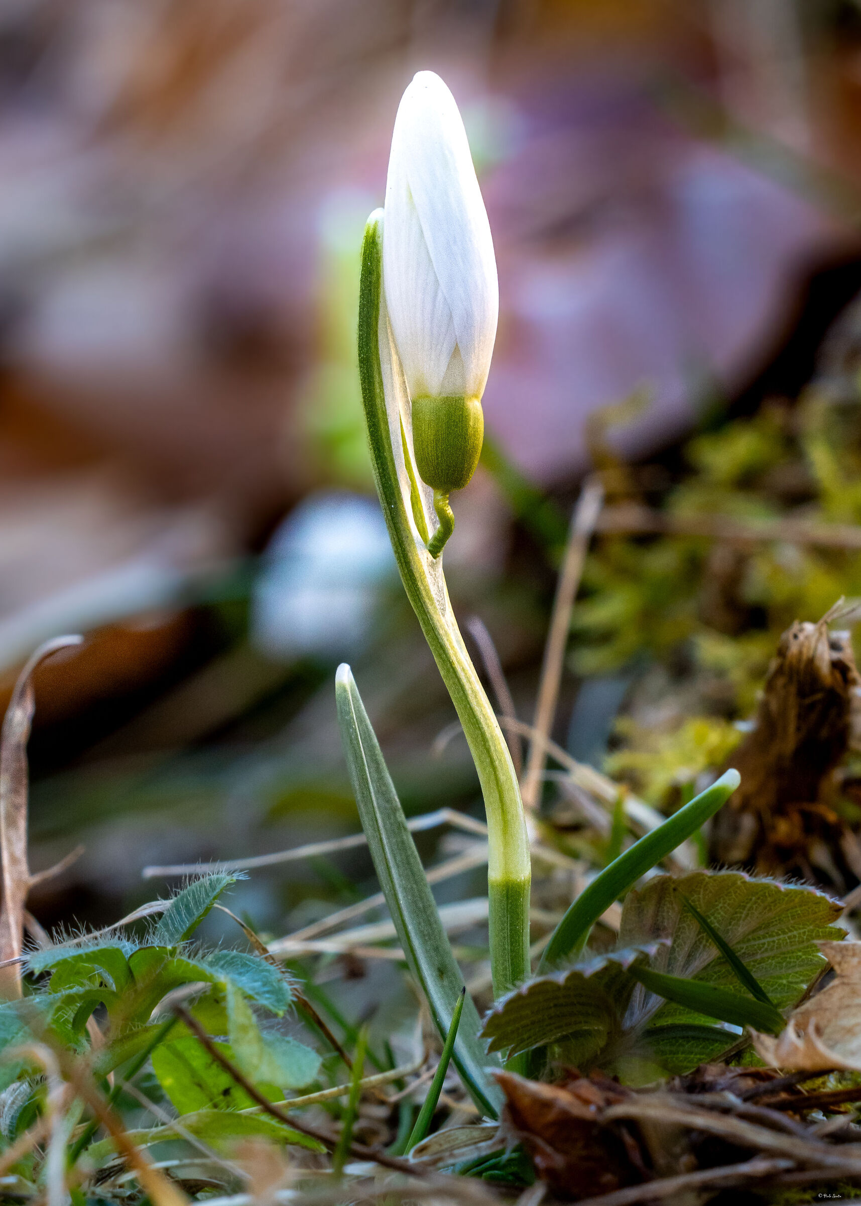 Snowdrops