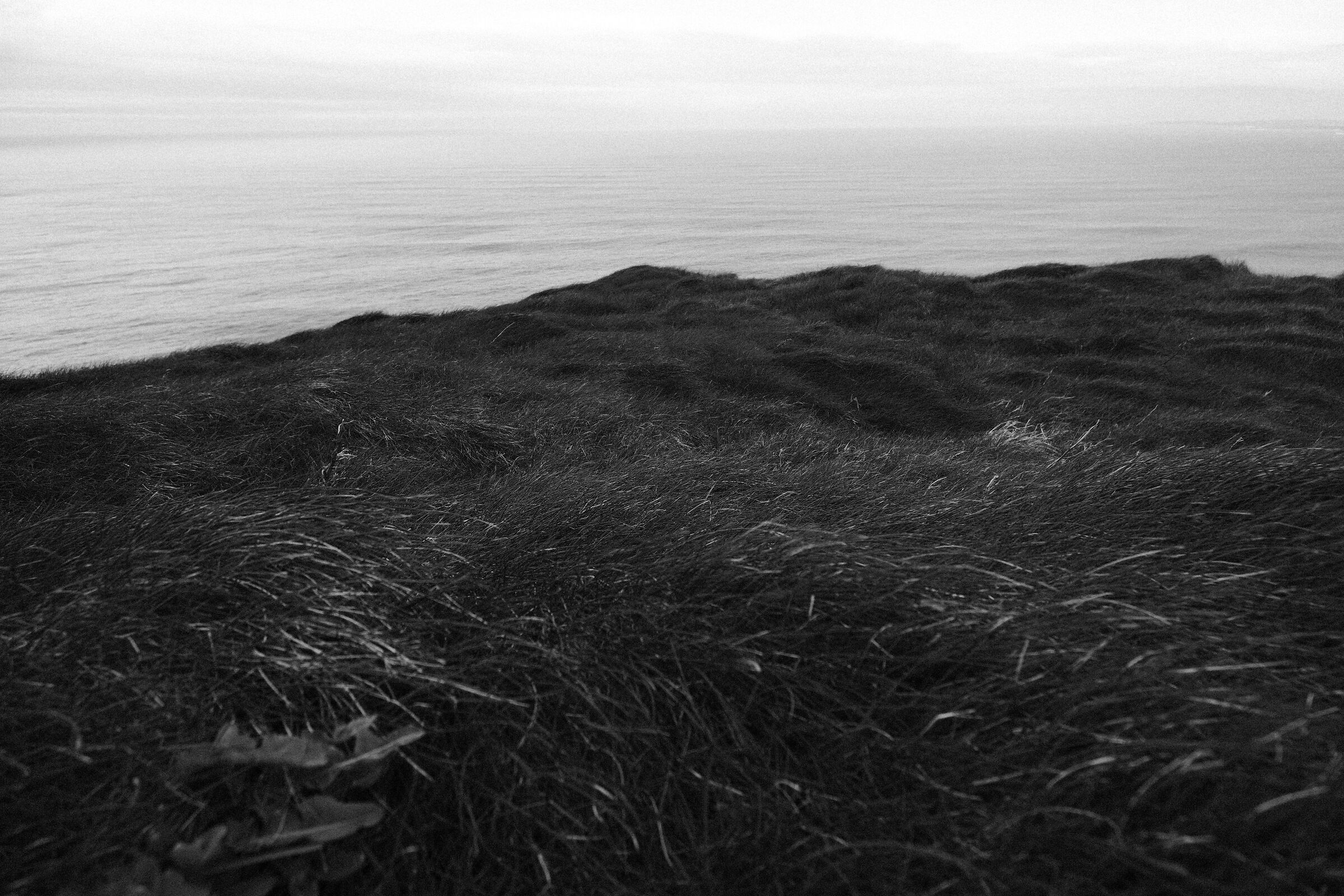 The Last Meadow
