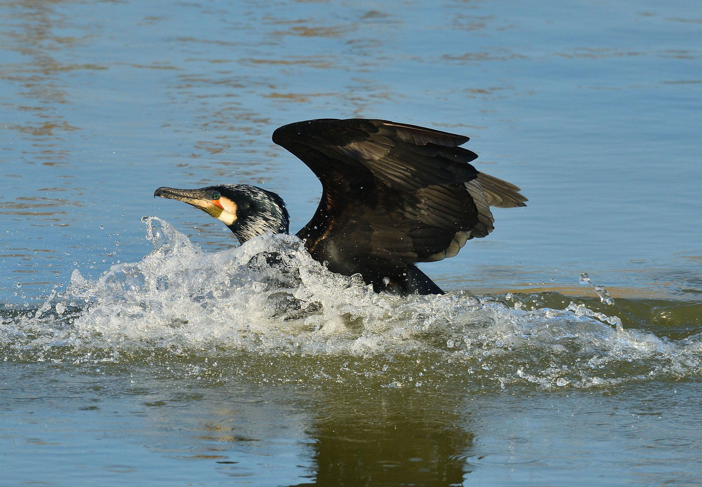 Cormorant in breeding dress