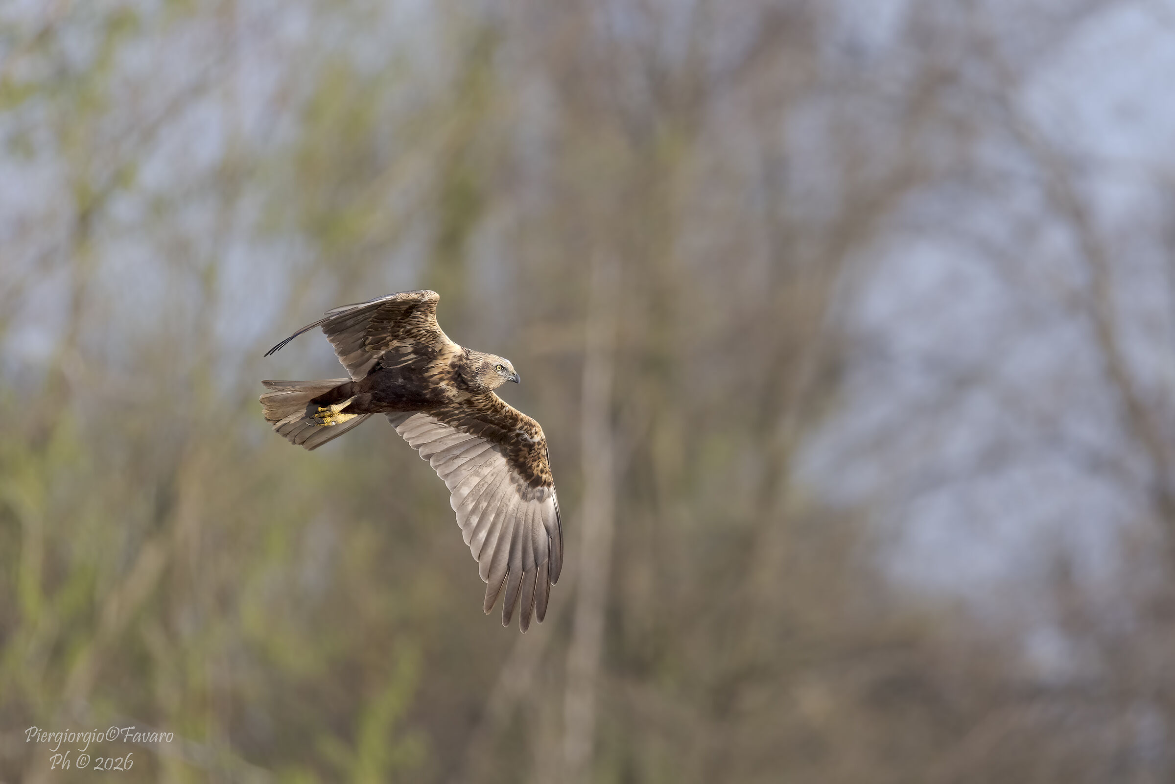 Marsh Harrier.