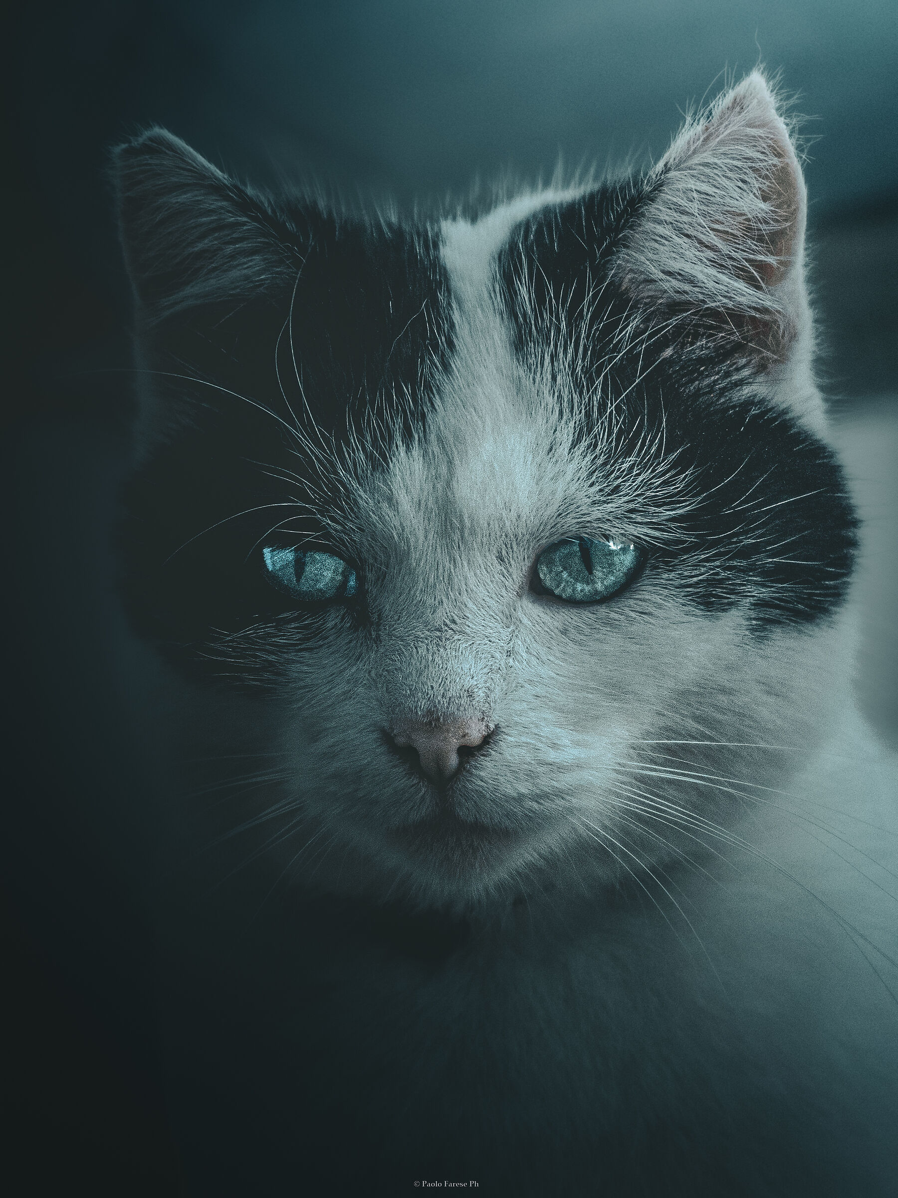 Oceans in the eyes of a cat