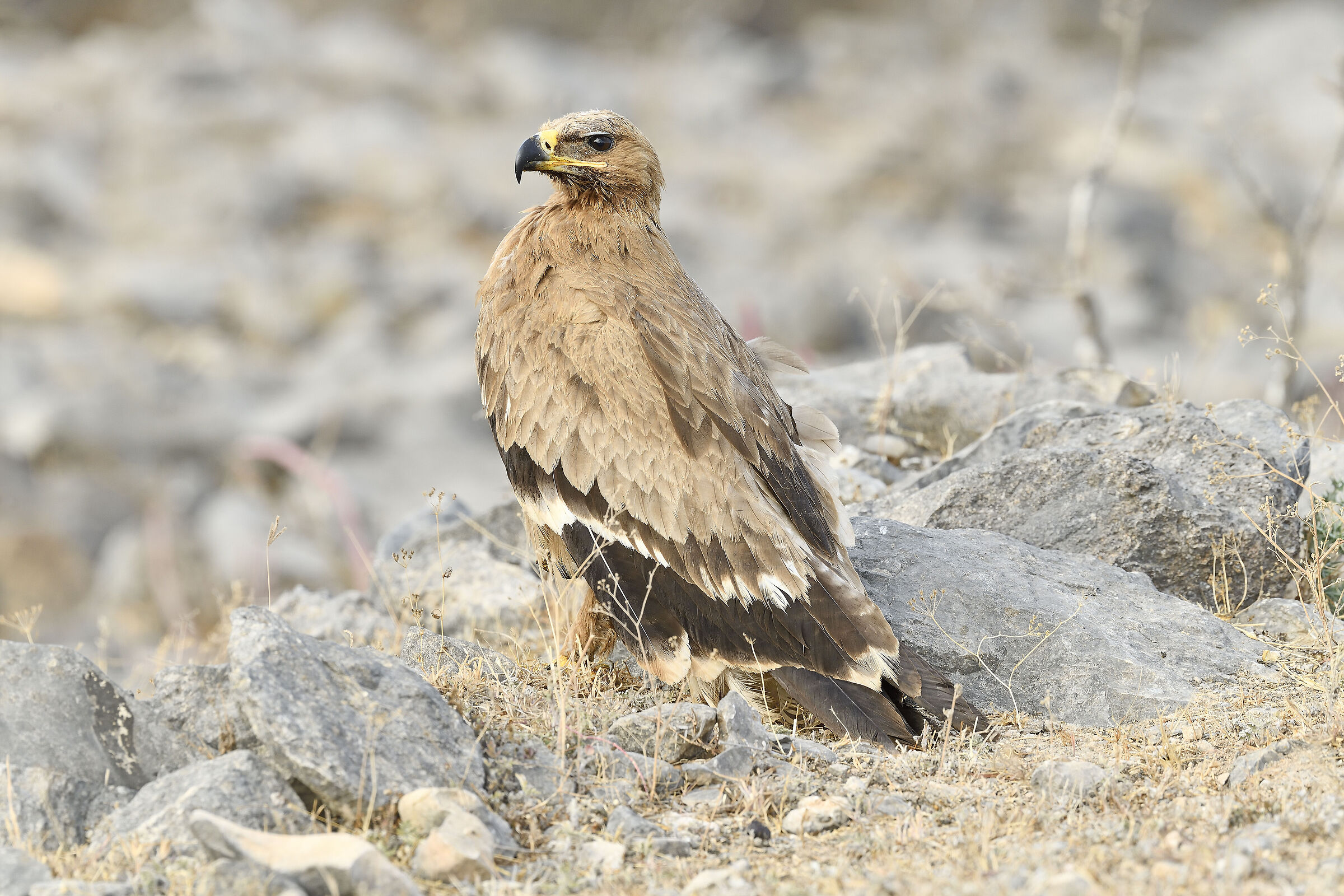 giovane Aquila nipalensis