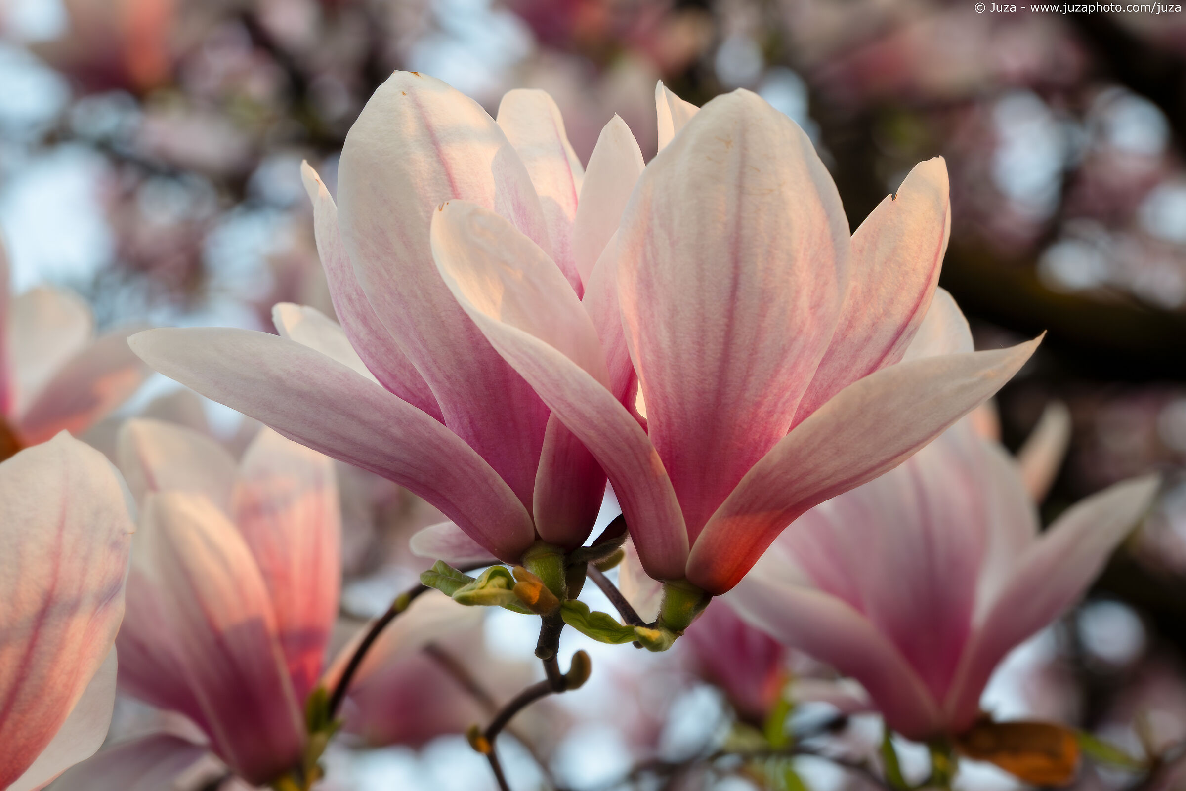 The beauty of Magnolia