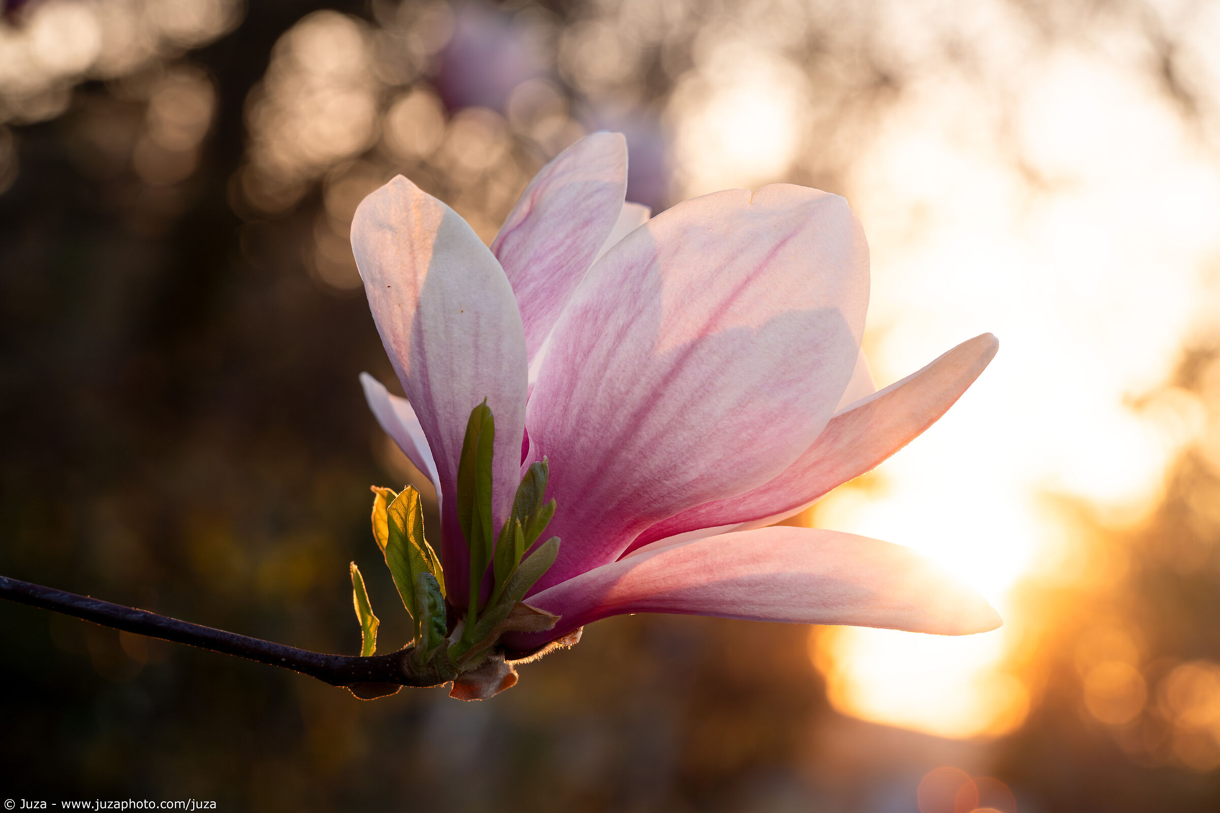 La bellezza della Magnolia