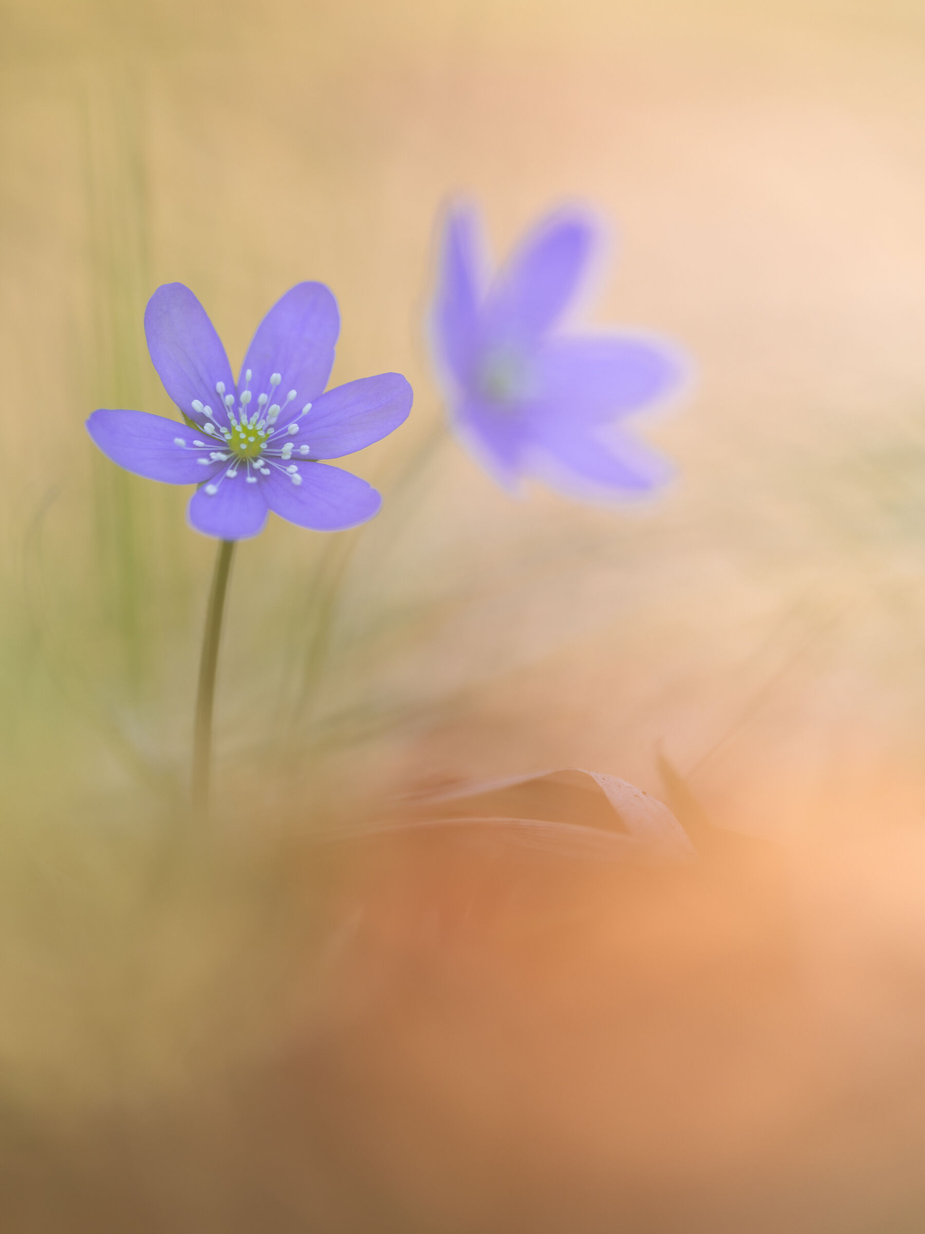 Hepatica nobilis