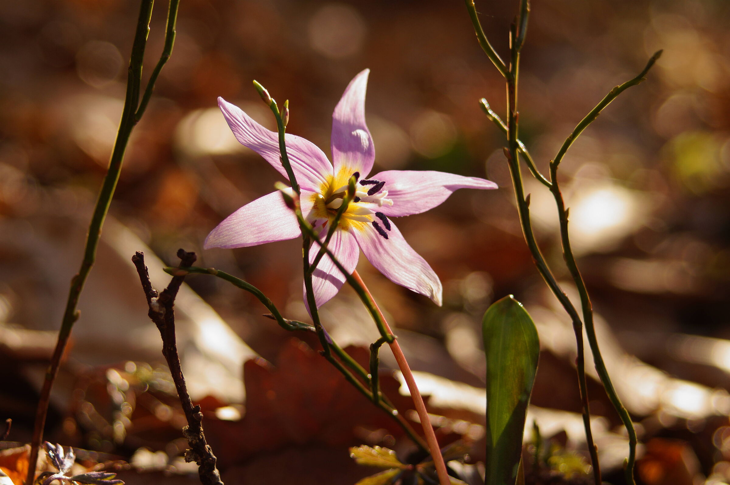 Yet another Dog's Tooth...