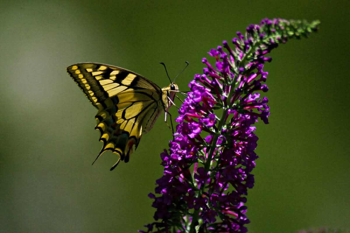 Free to fly