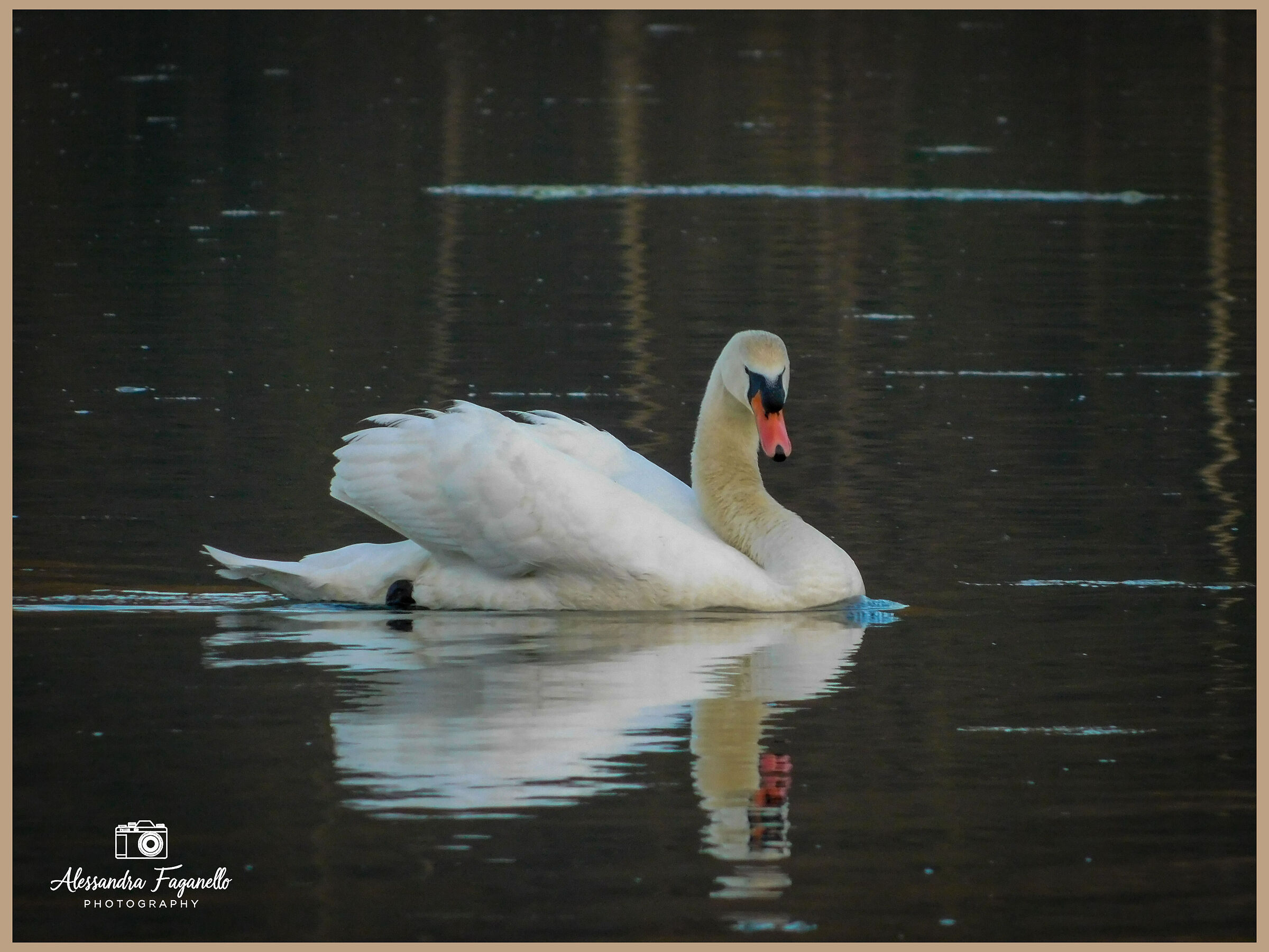 The swans of Lake Fimon