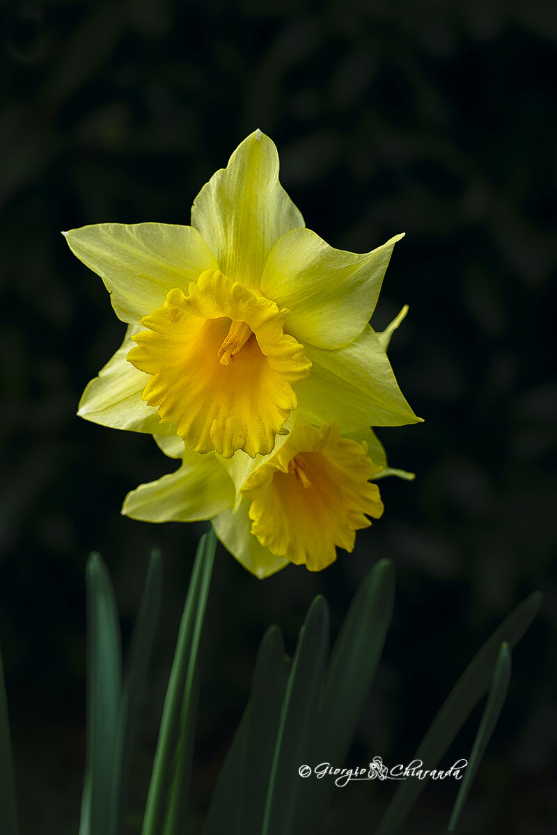 Narcisus