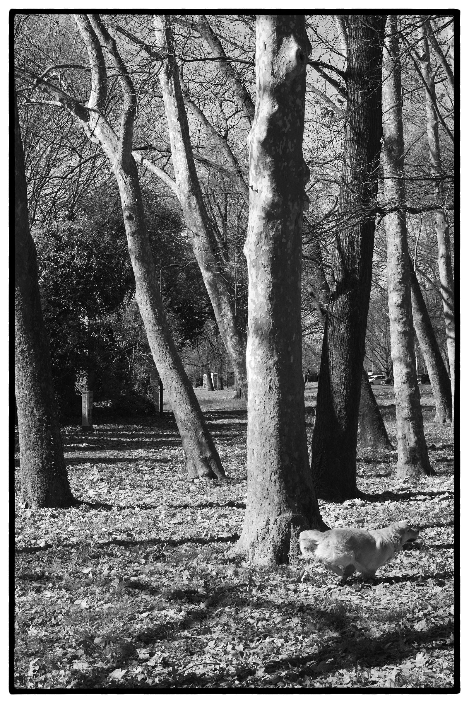 At the Park