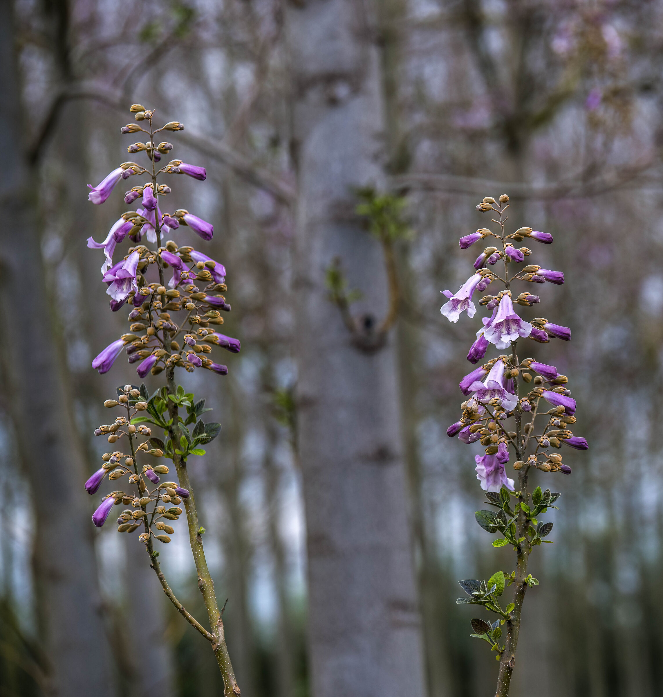 Paulonia Flowers