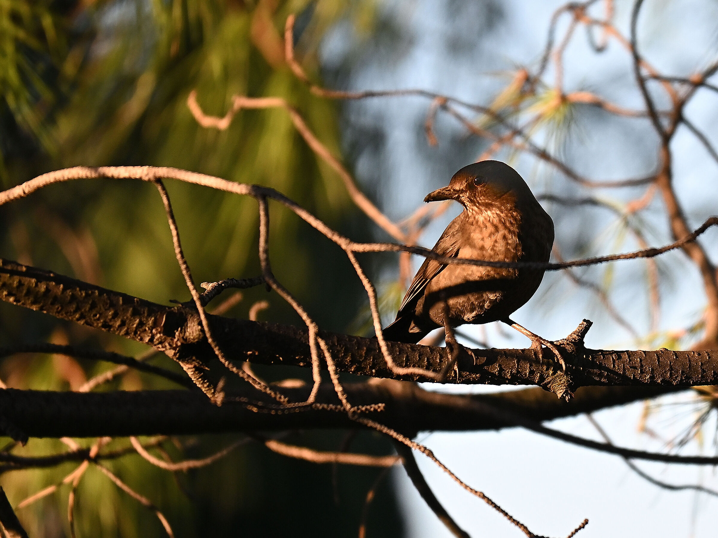Blackbird