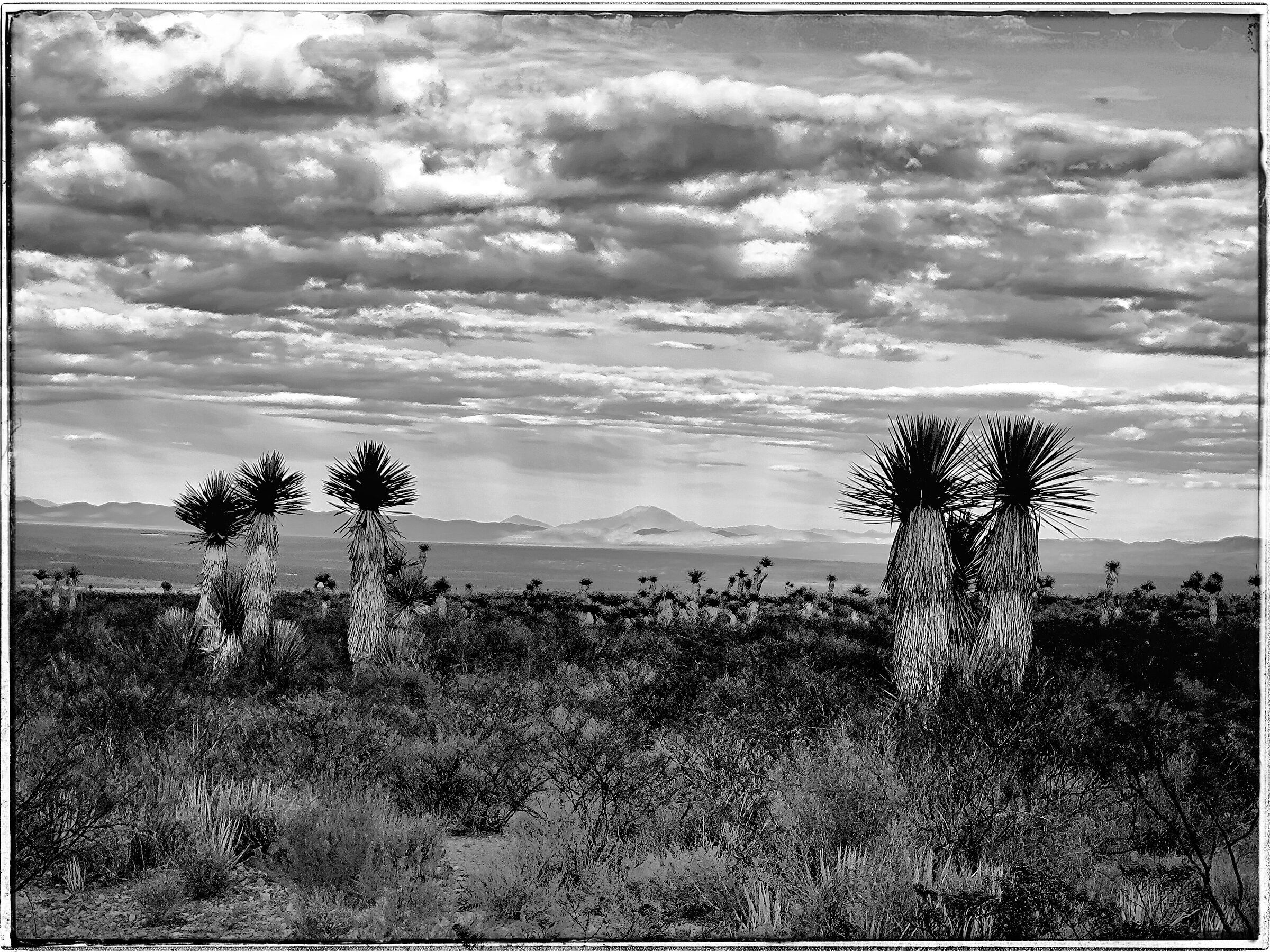 The Joshua Tree