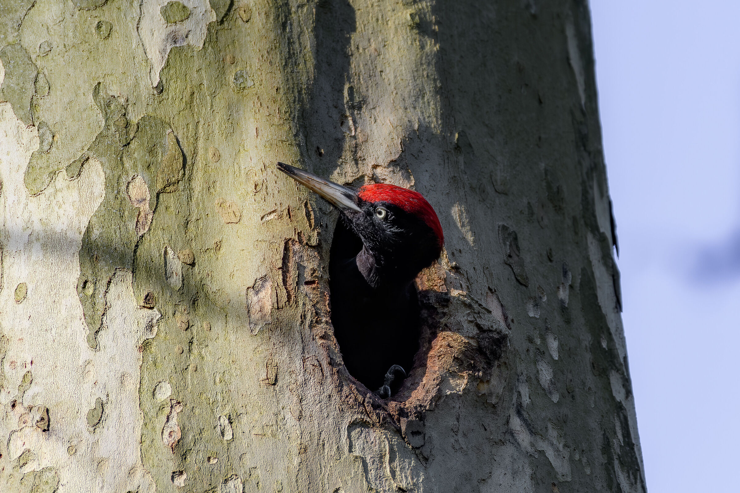 Black Woodpecker