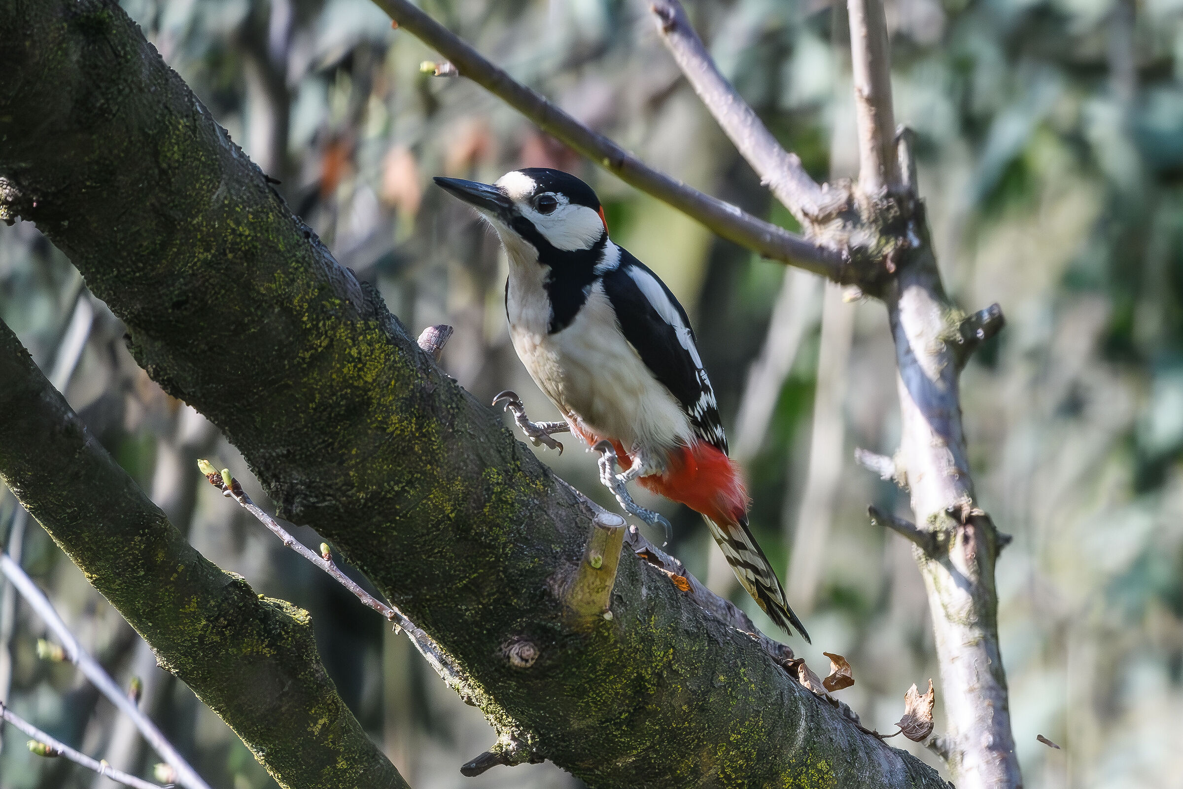 Spotted woodpecker