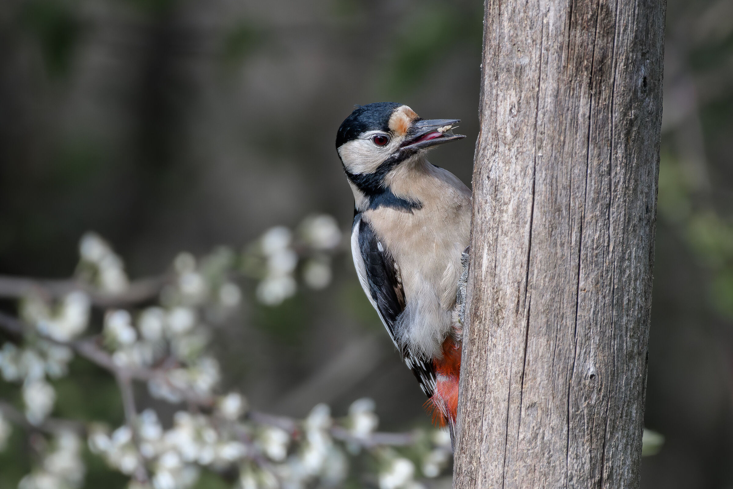 Spotted woodpecker