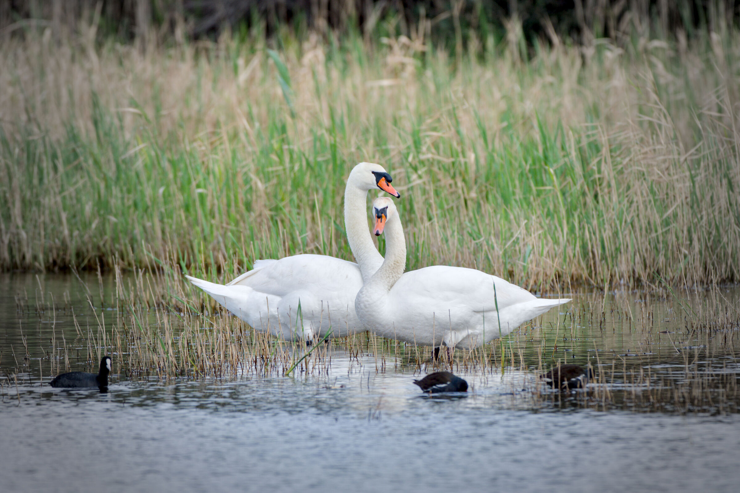 Swans