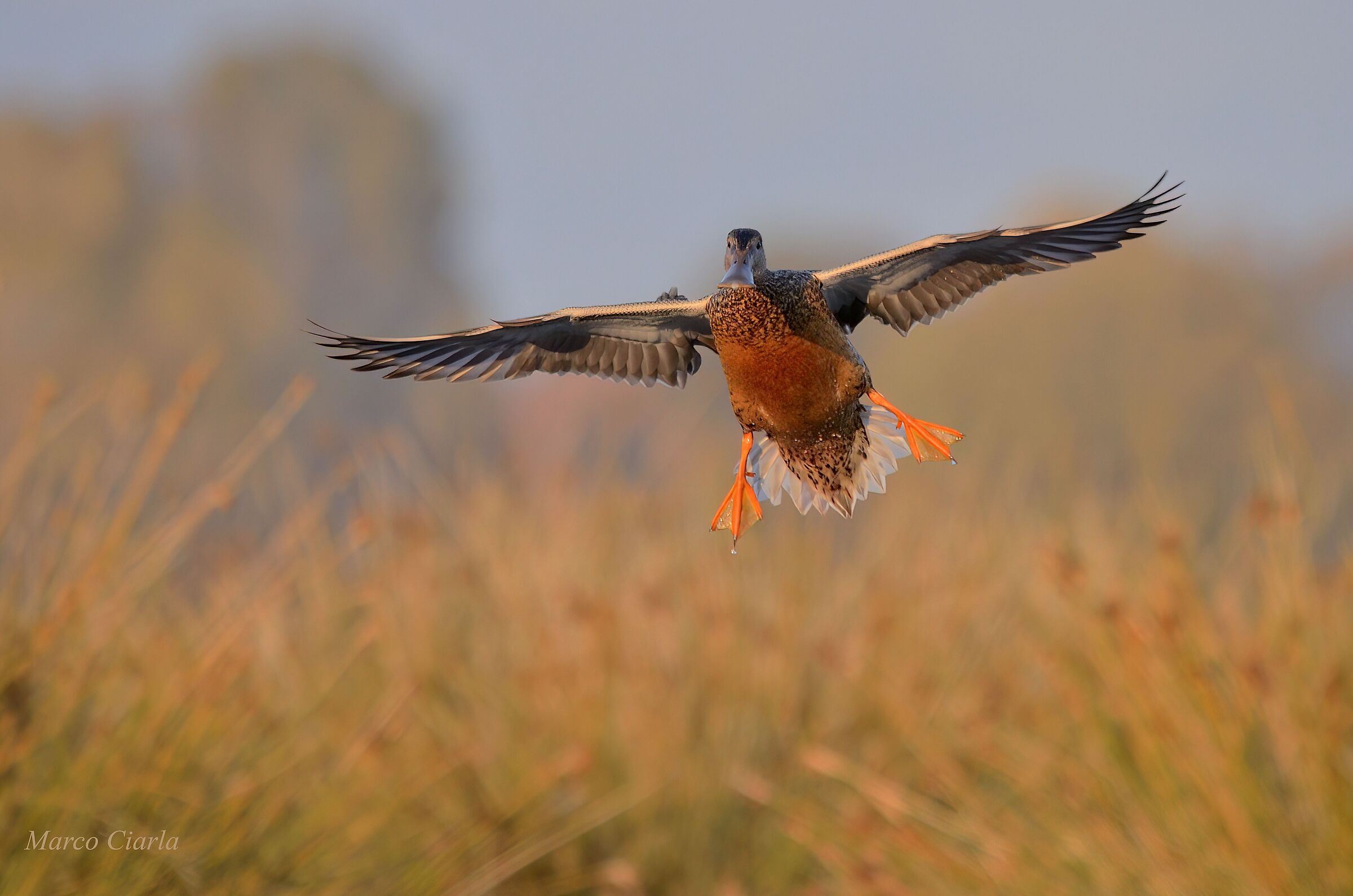 Shoveler (Spatula clypeata)
