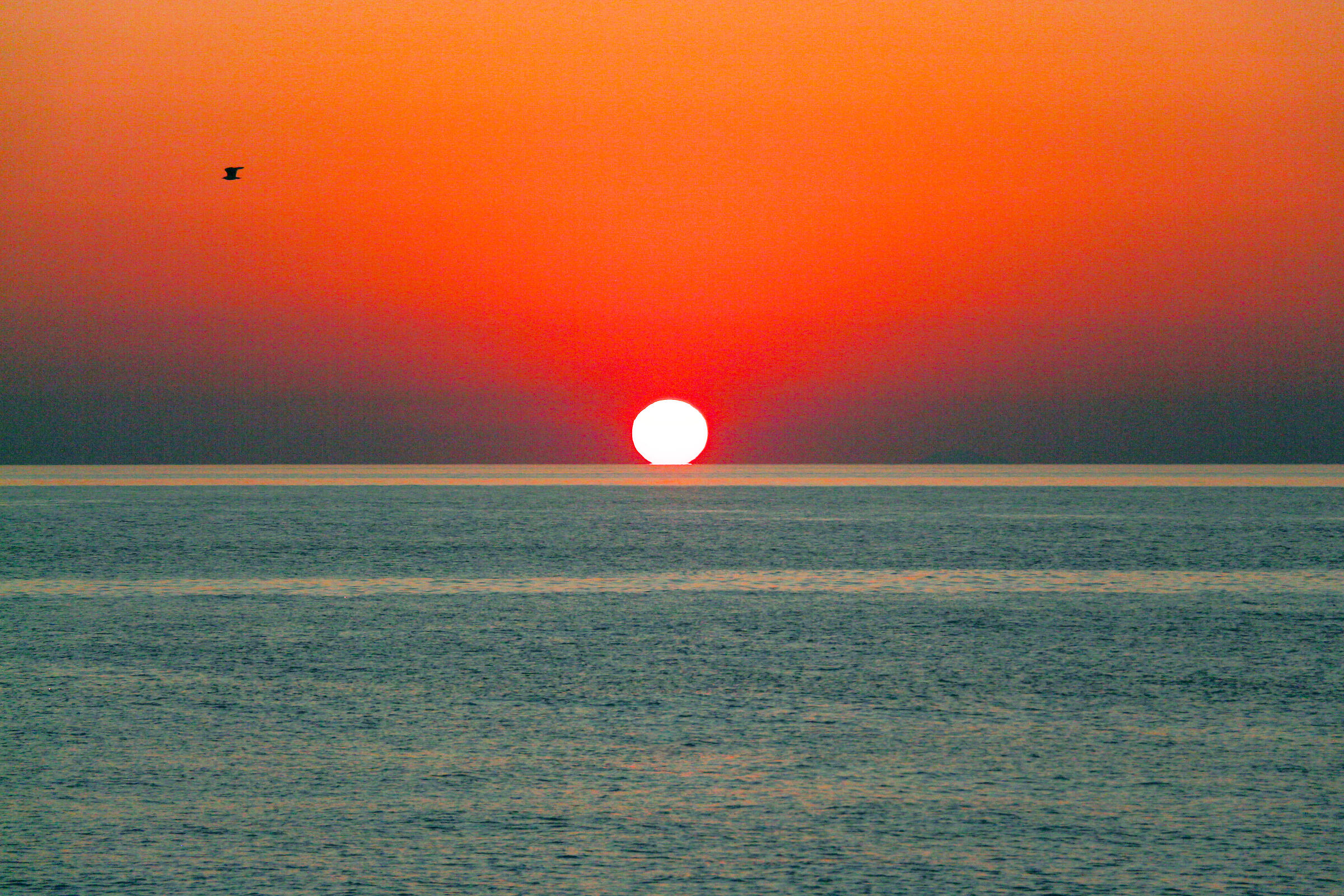 Tramonto con gabbiano...
