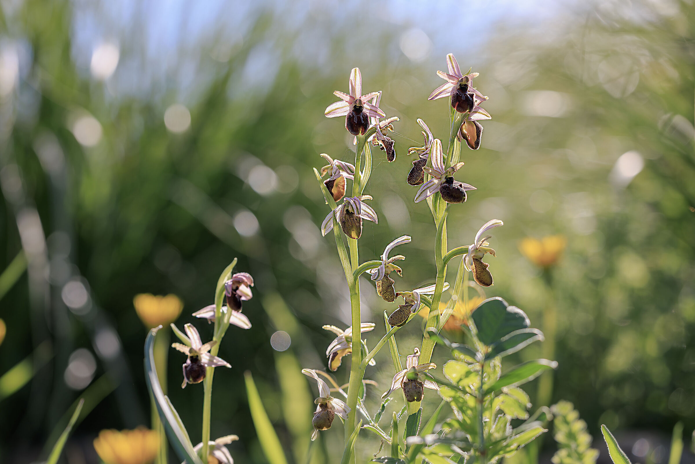 Orchidea spontanea
