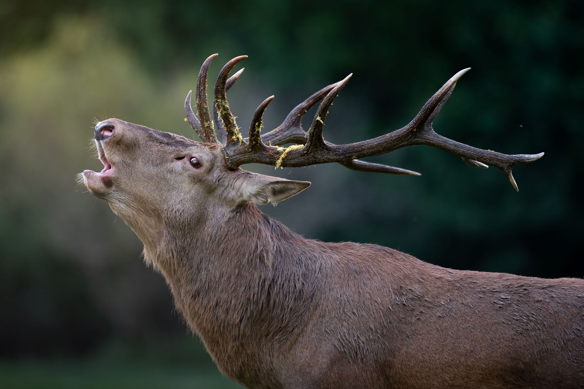Una corona di palchi