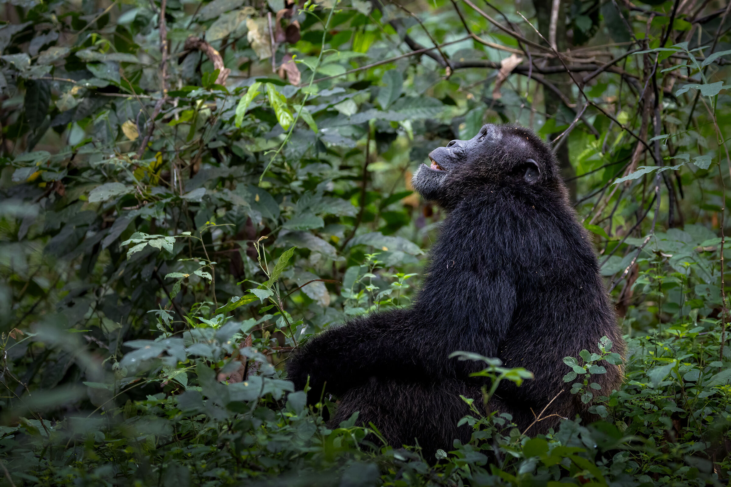 Mystic chimpanzee