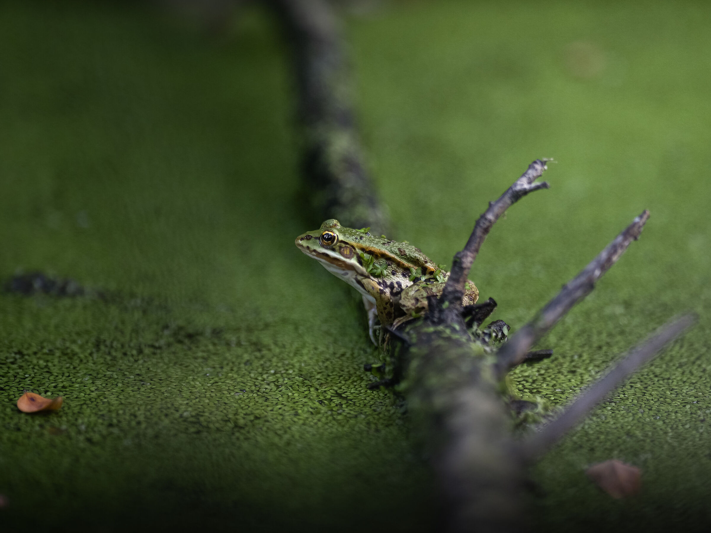 "Del verde tutto intorno"