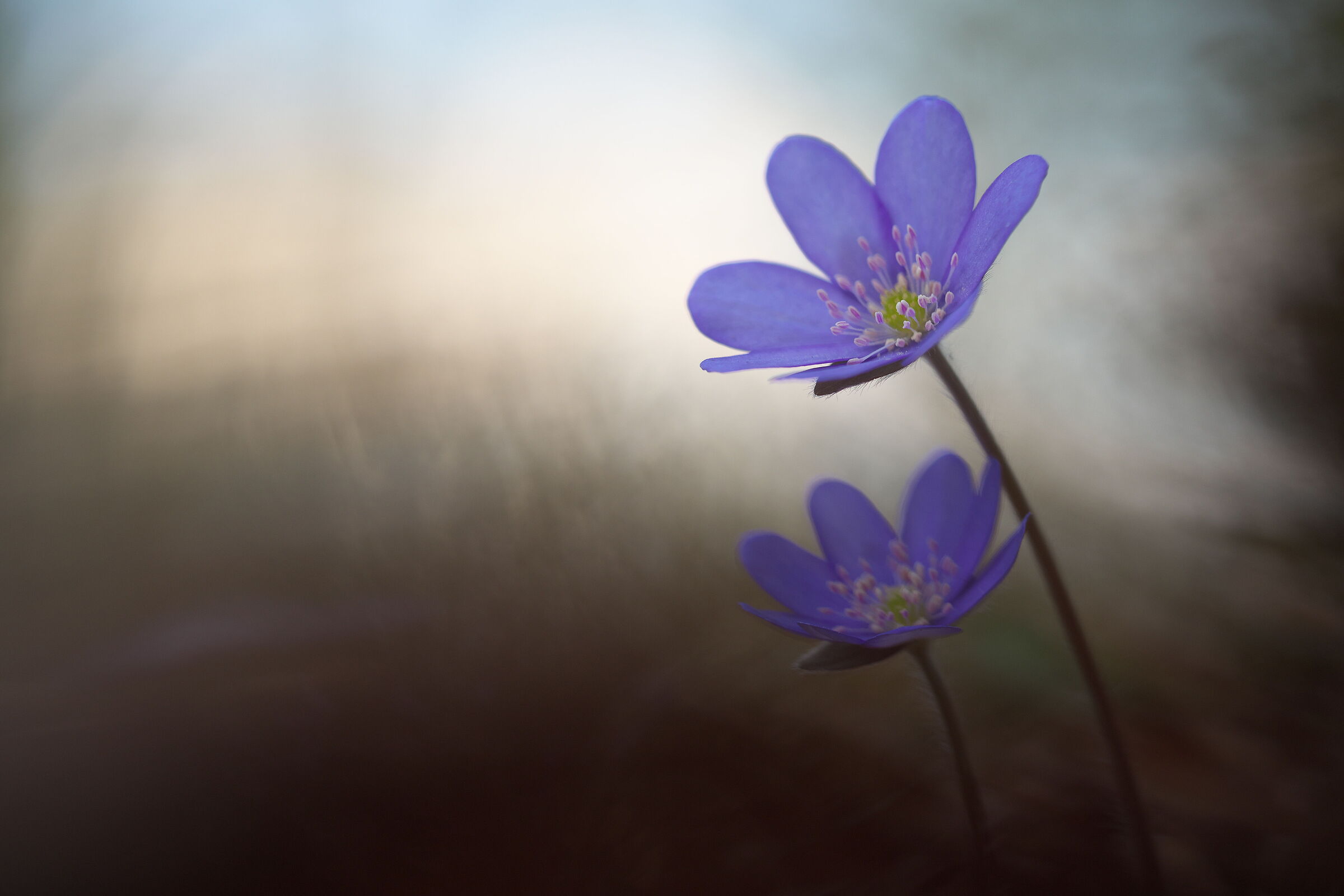 Hepatica nobilis II