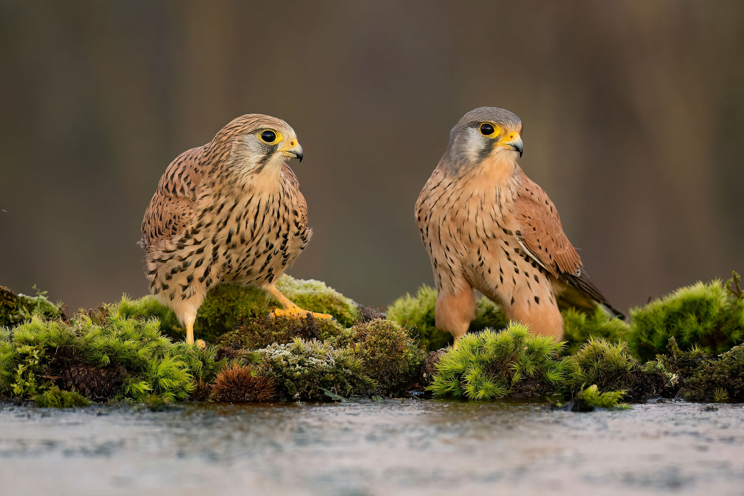 kestrel