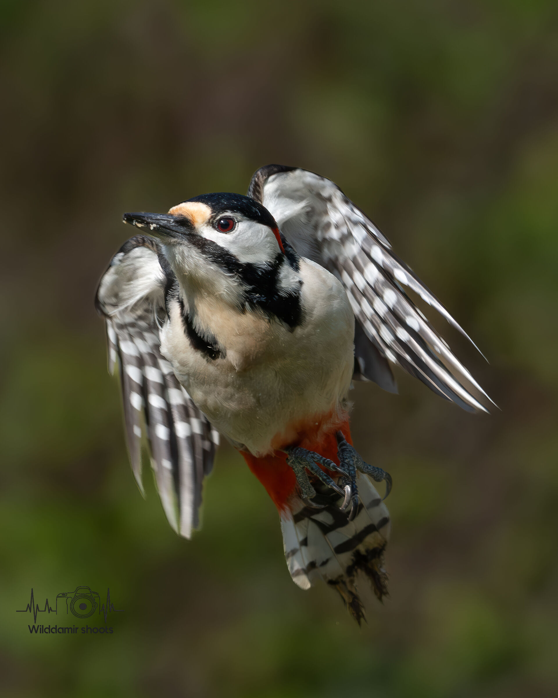 Great red woodpecker