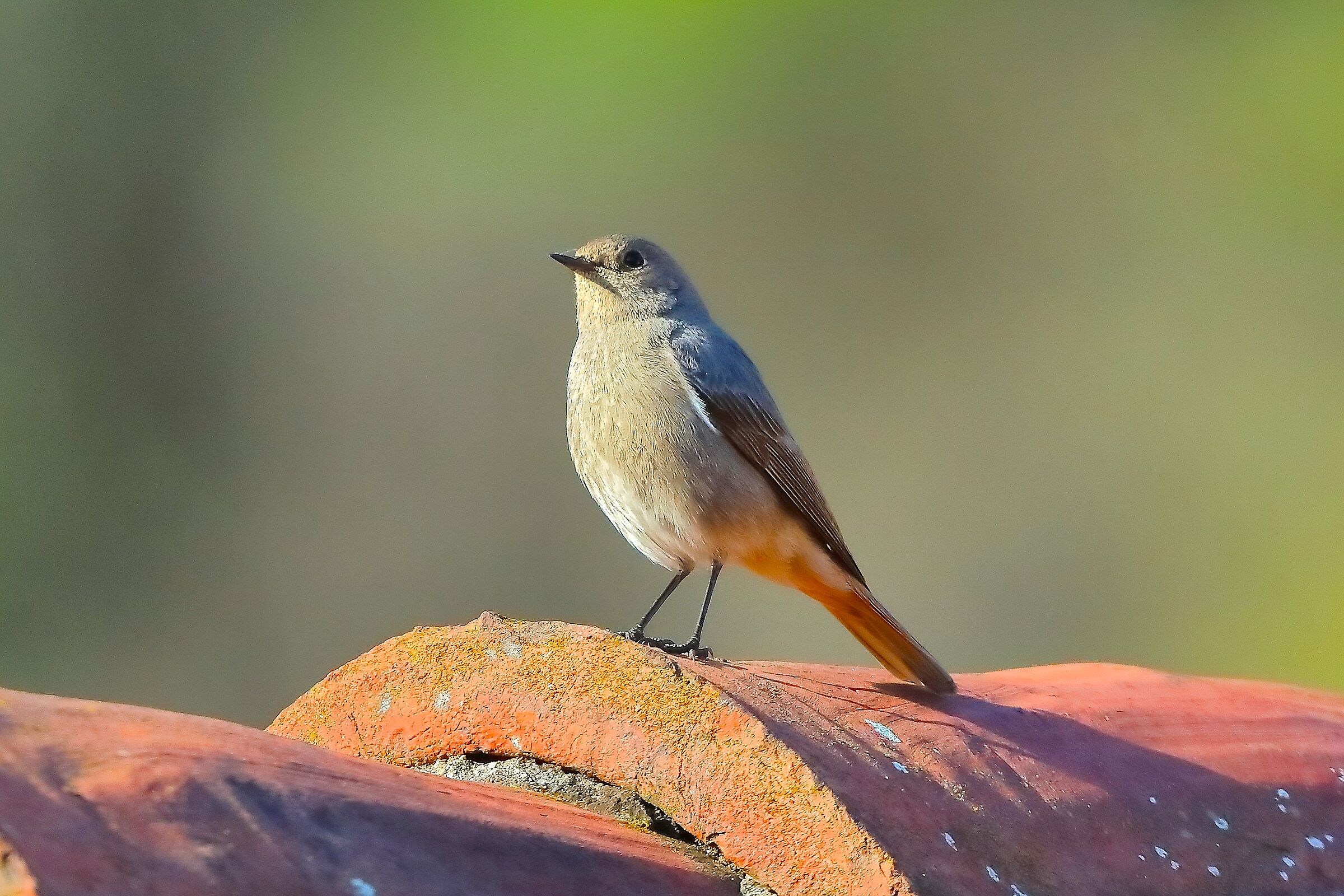 Redstart S F March 19, 2026