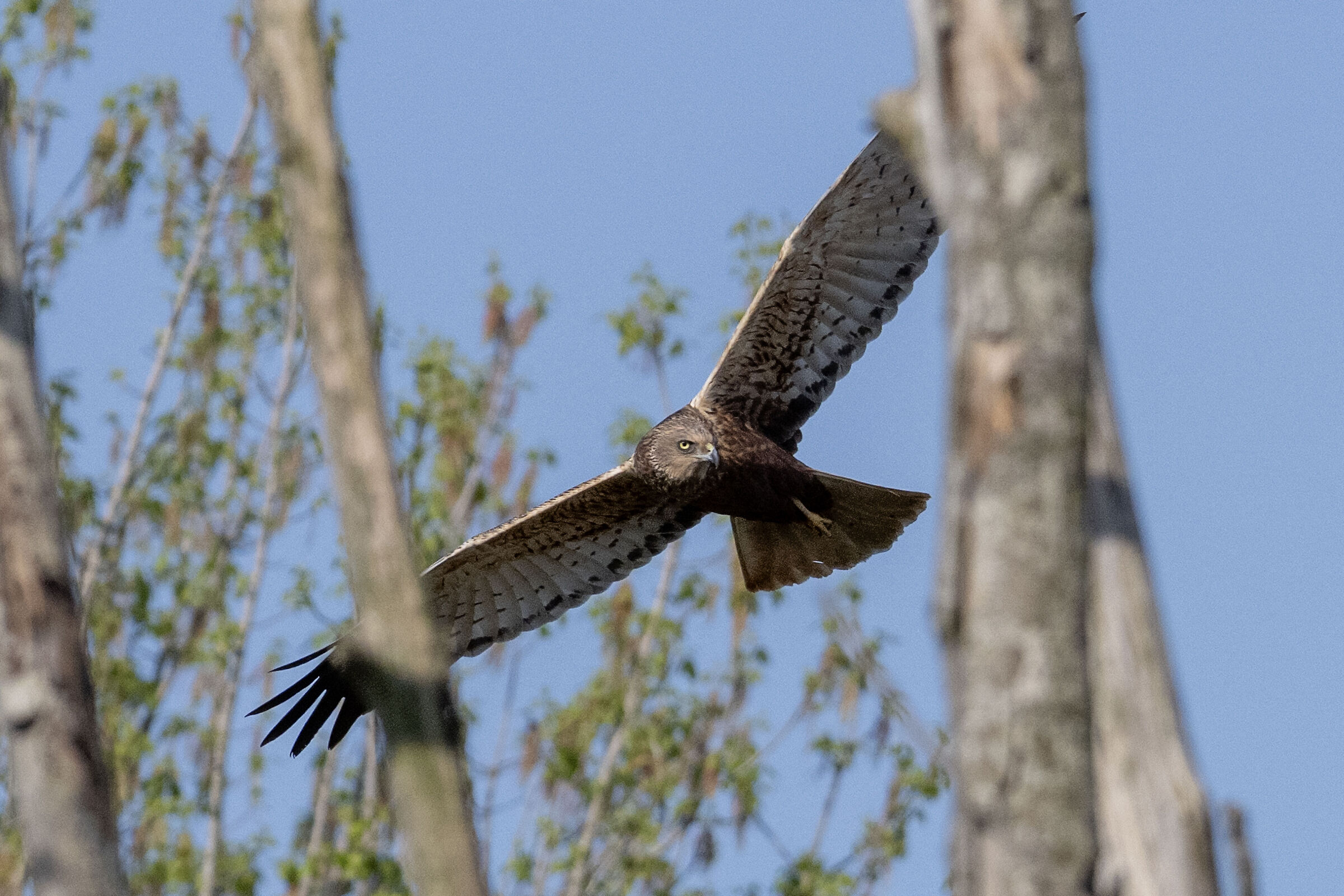 Marsh Harrier