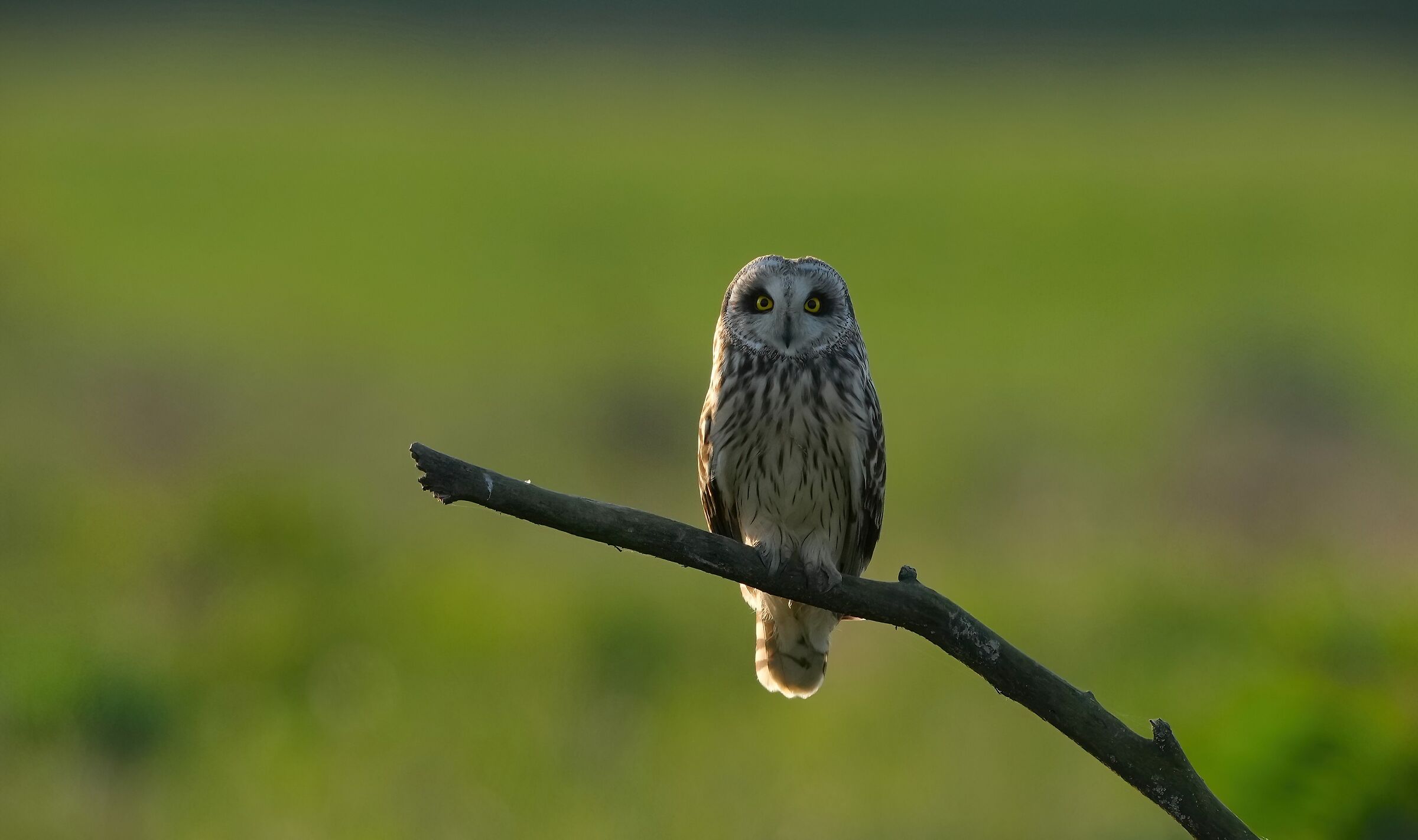 at sunset, swamp owl