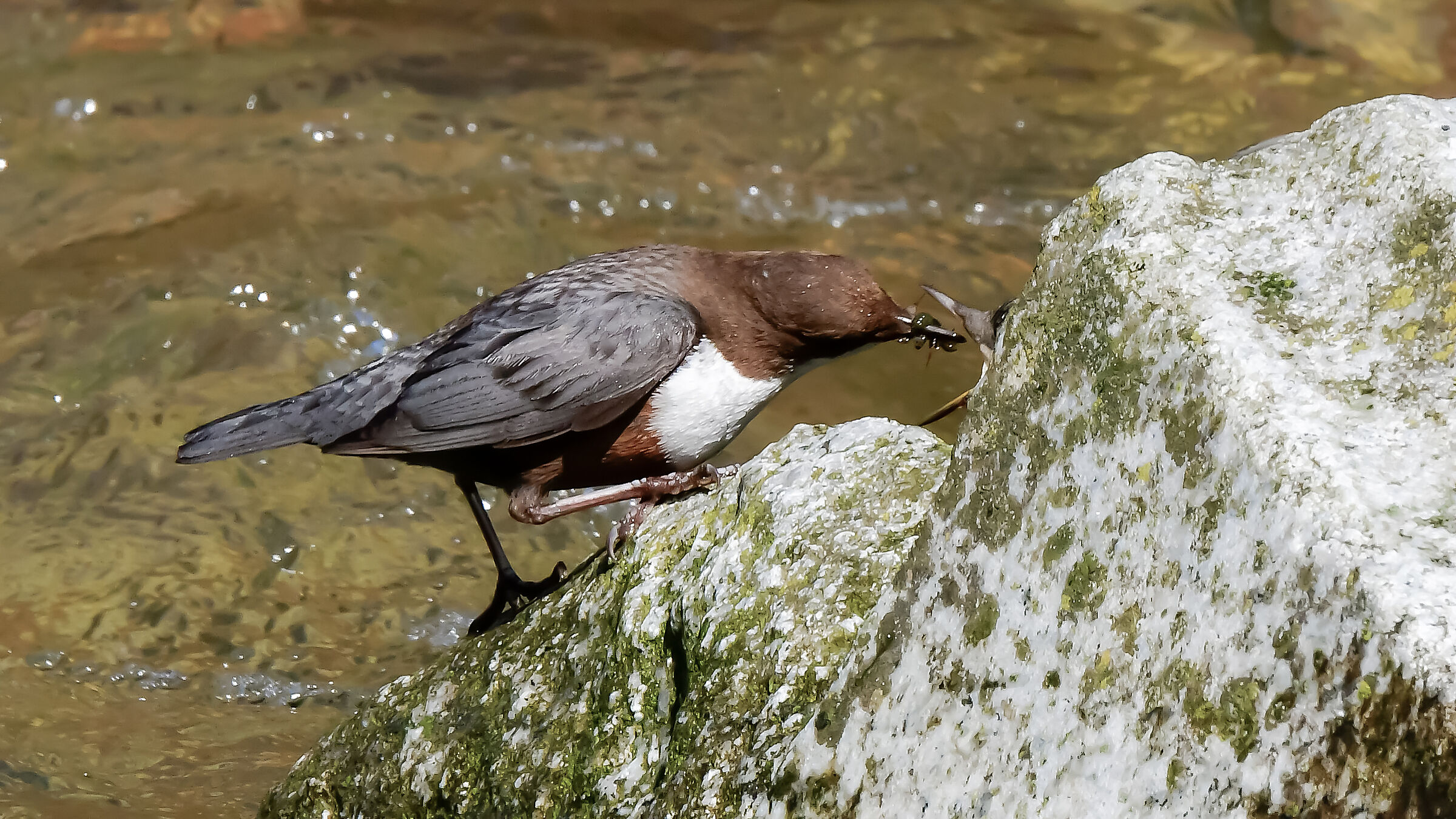 What a bad luck the dipper blackbird !!