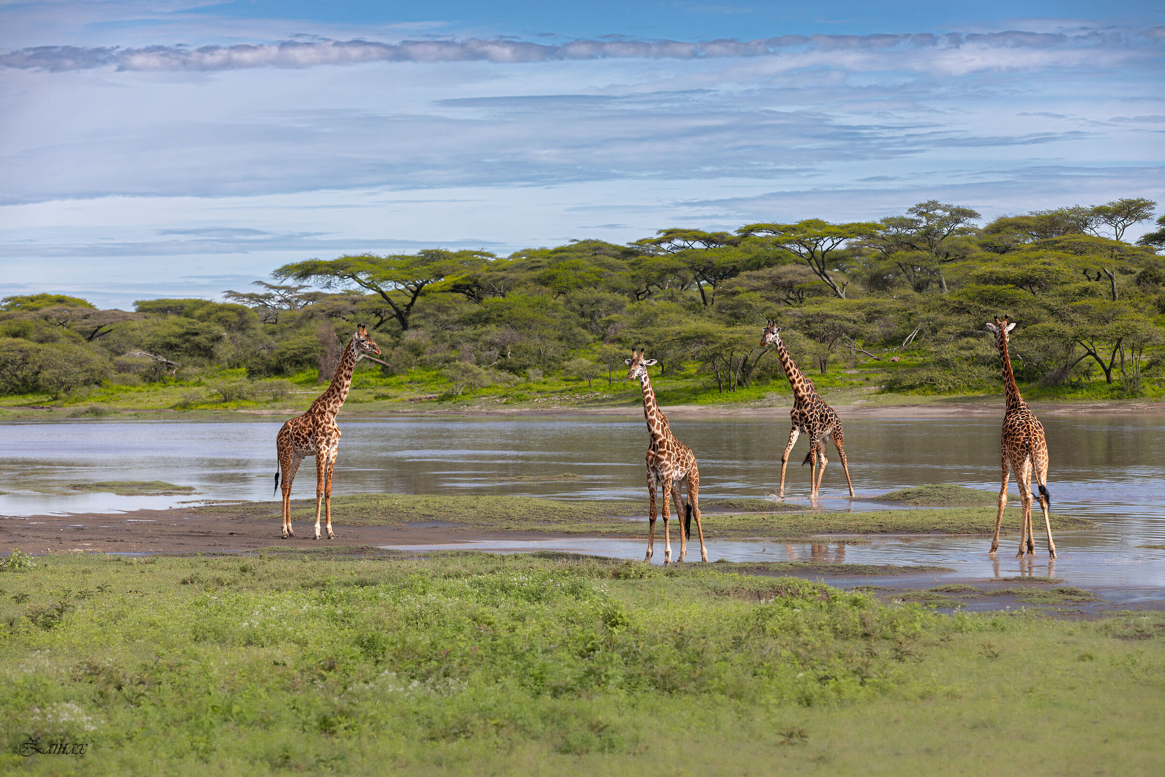 Giraffe a Ndutu