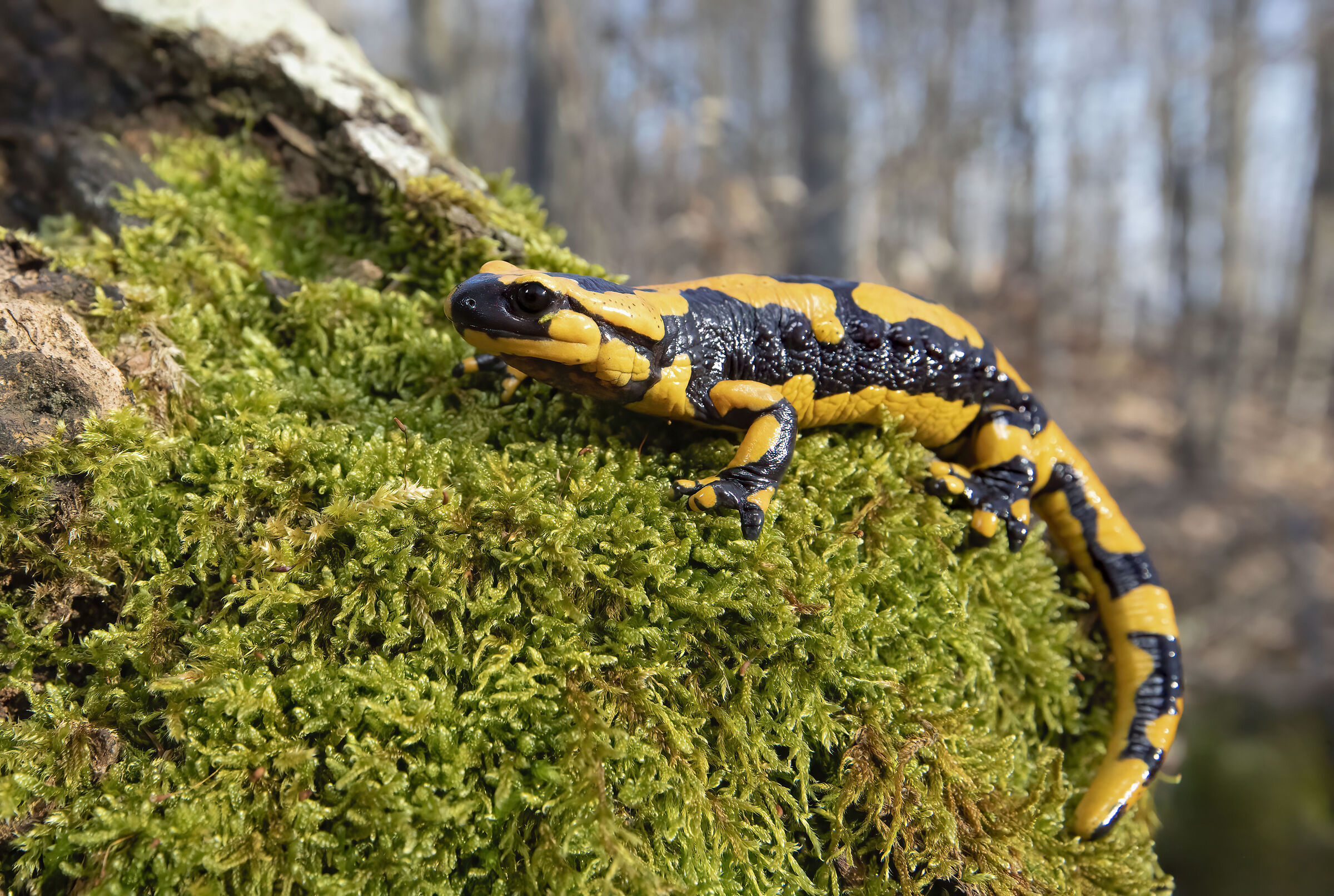salamandra in faggeta, marzo 2026