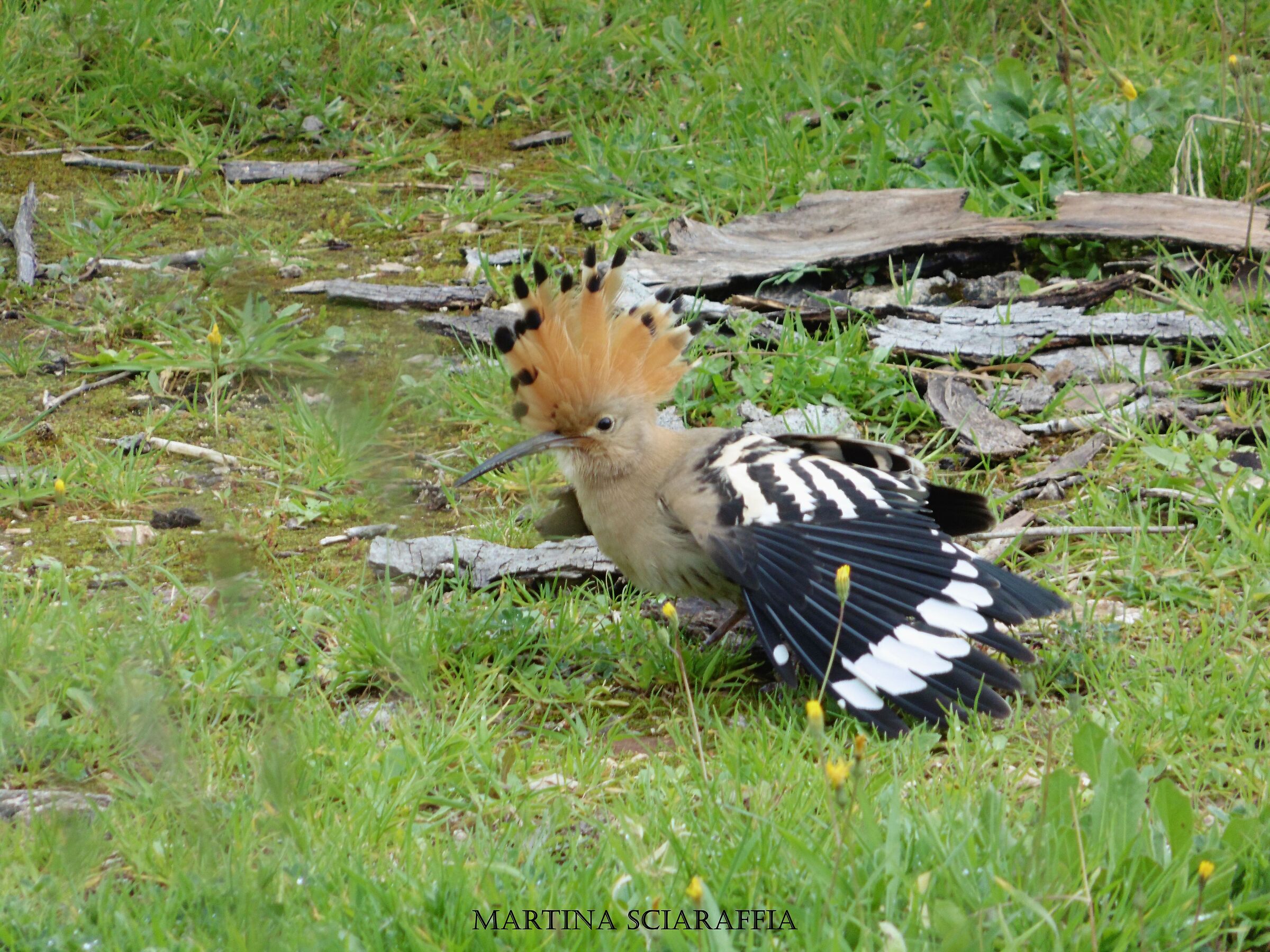 Hoopoe