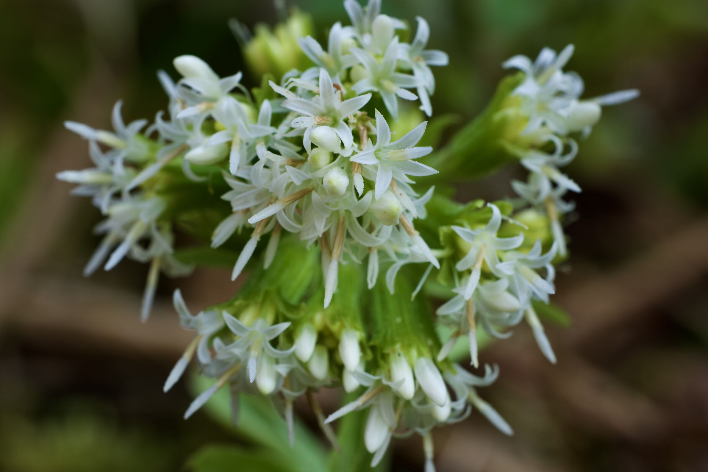 Petasites Albus
