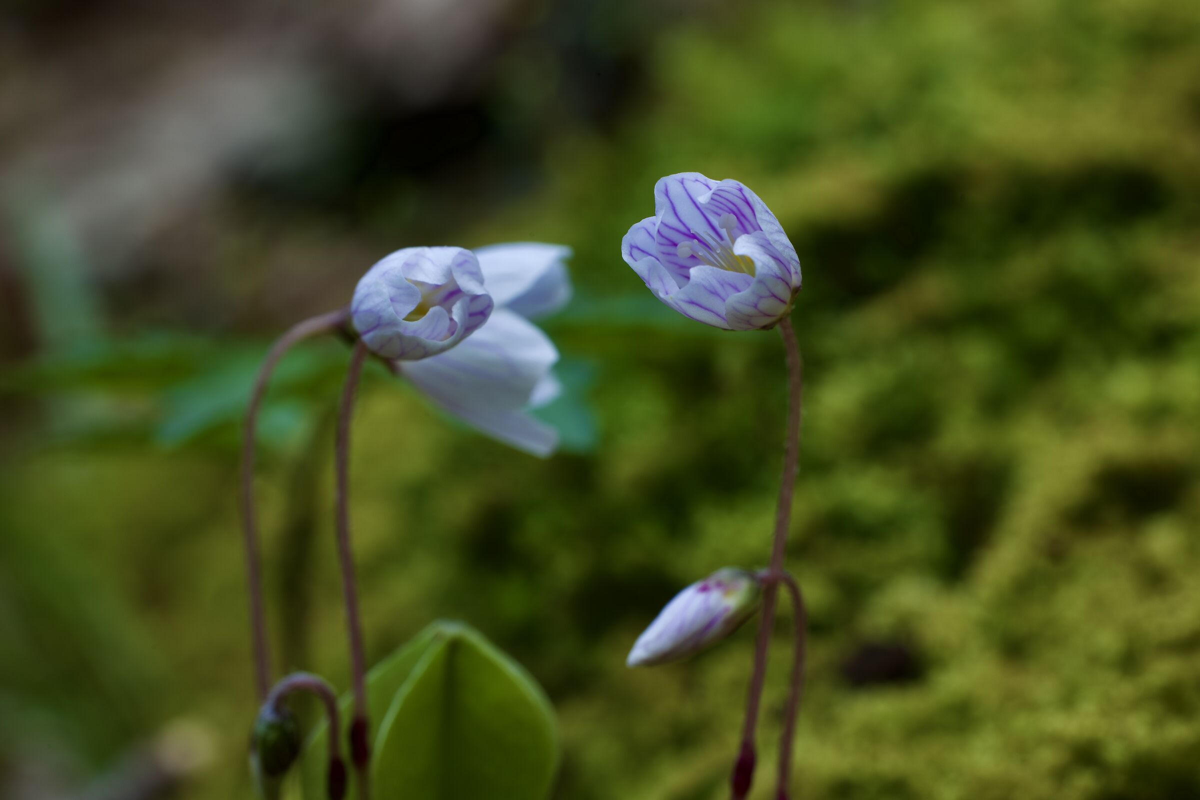 Oxalis Acetosella