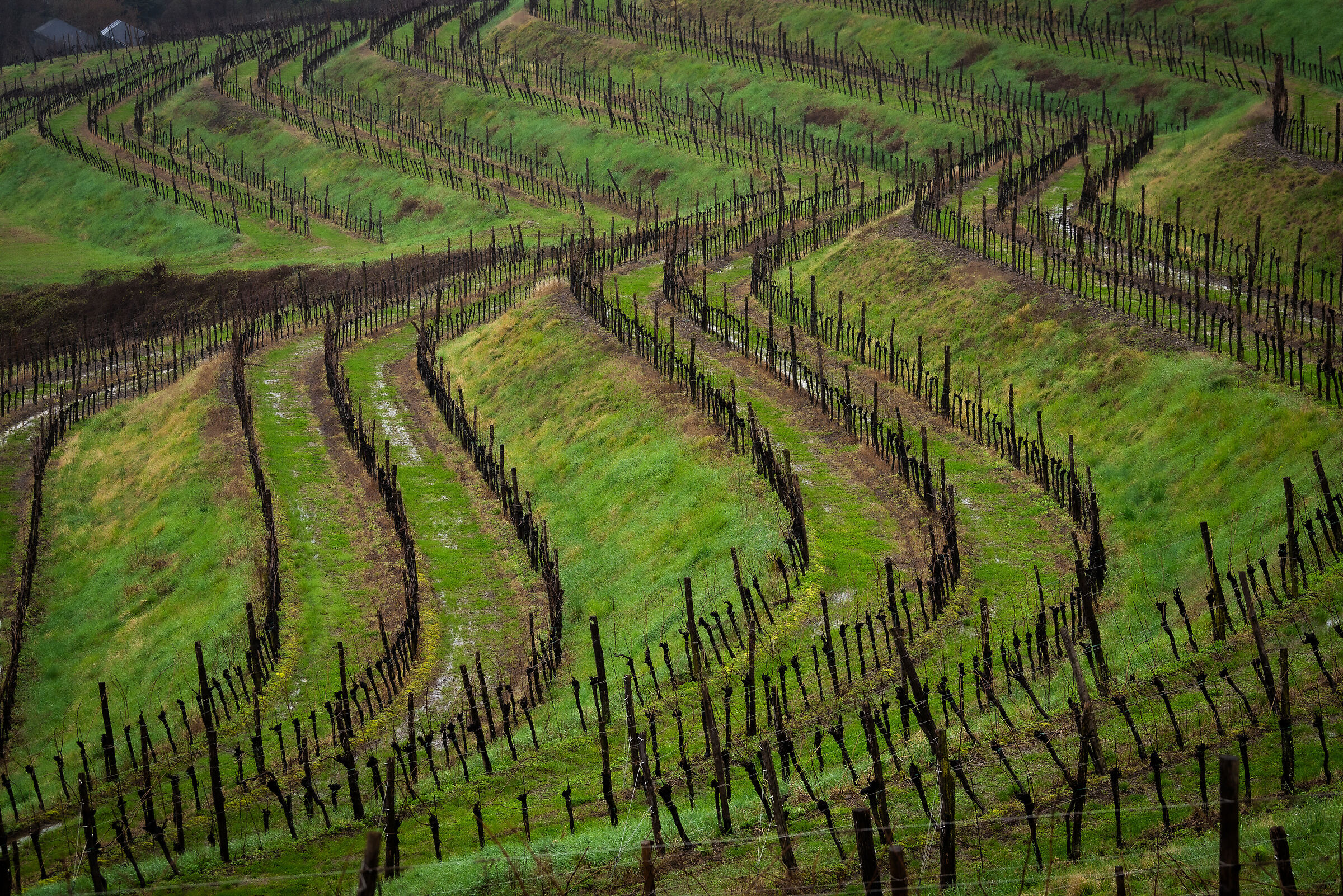 Buttrio ed i suoi vigneti.