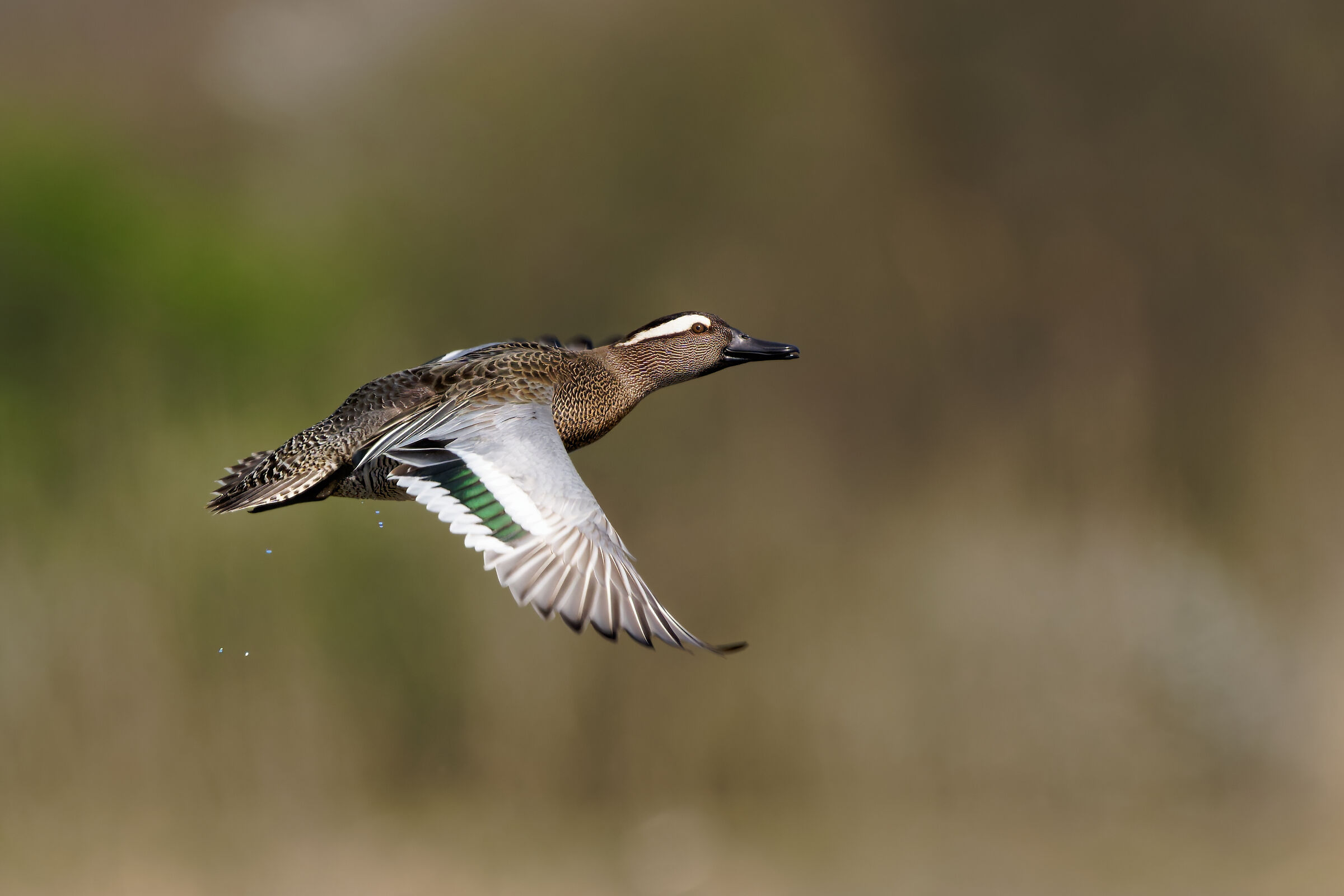 Garganey (Anas querquedula)