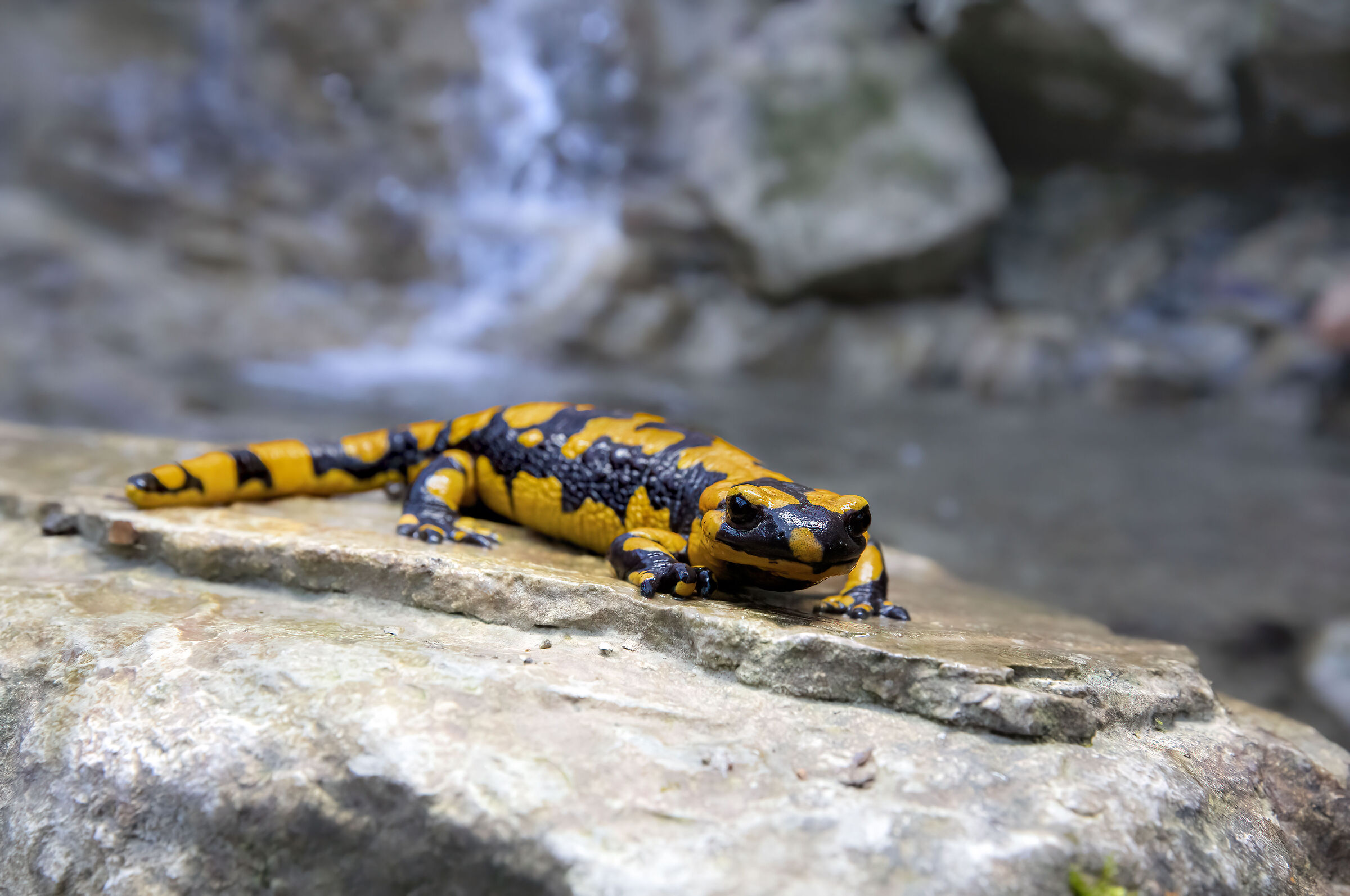 la salamandra e la cascatella, marzo 2026