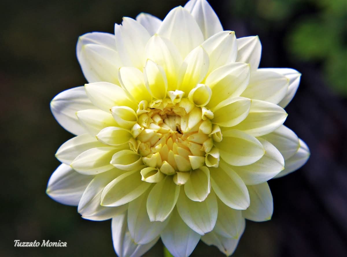Giallo