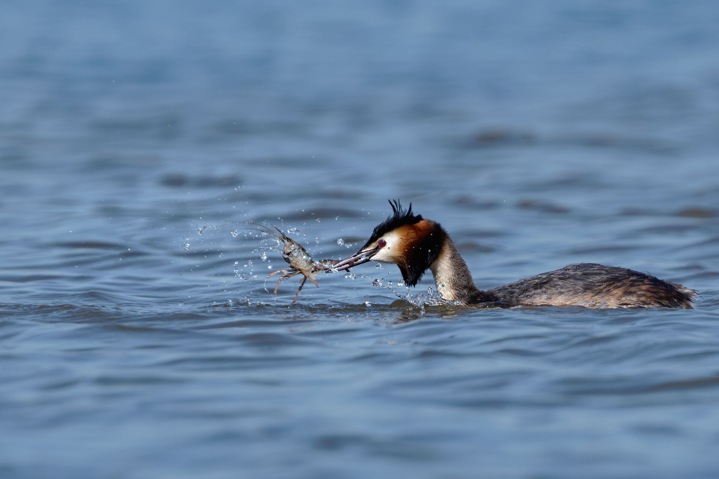 Grebe with prey