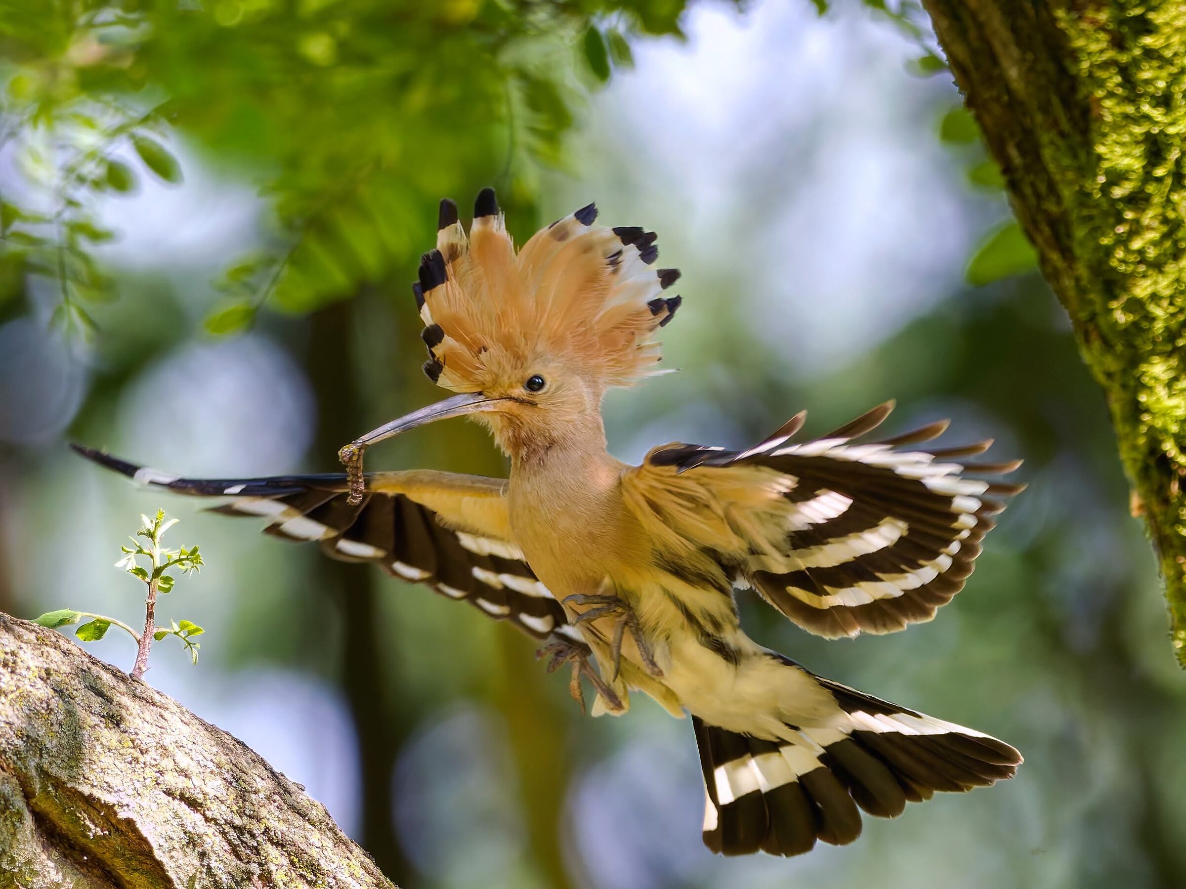 Hoopoe