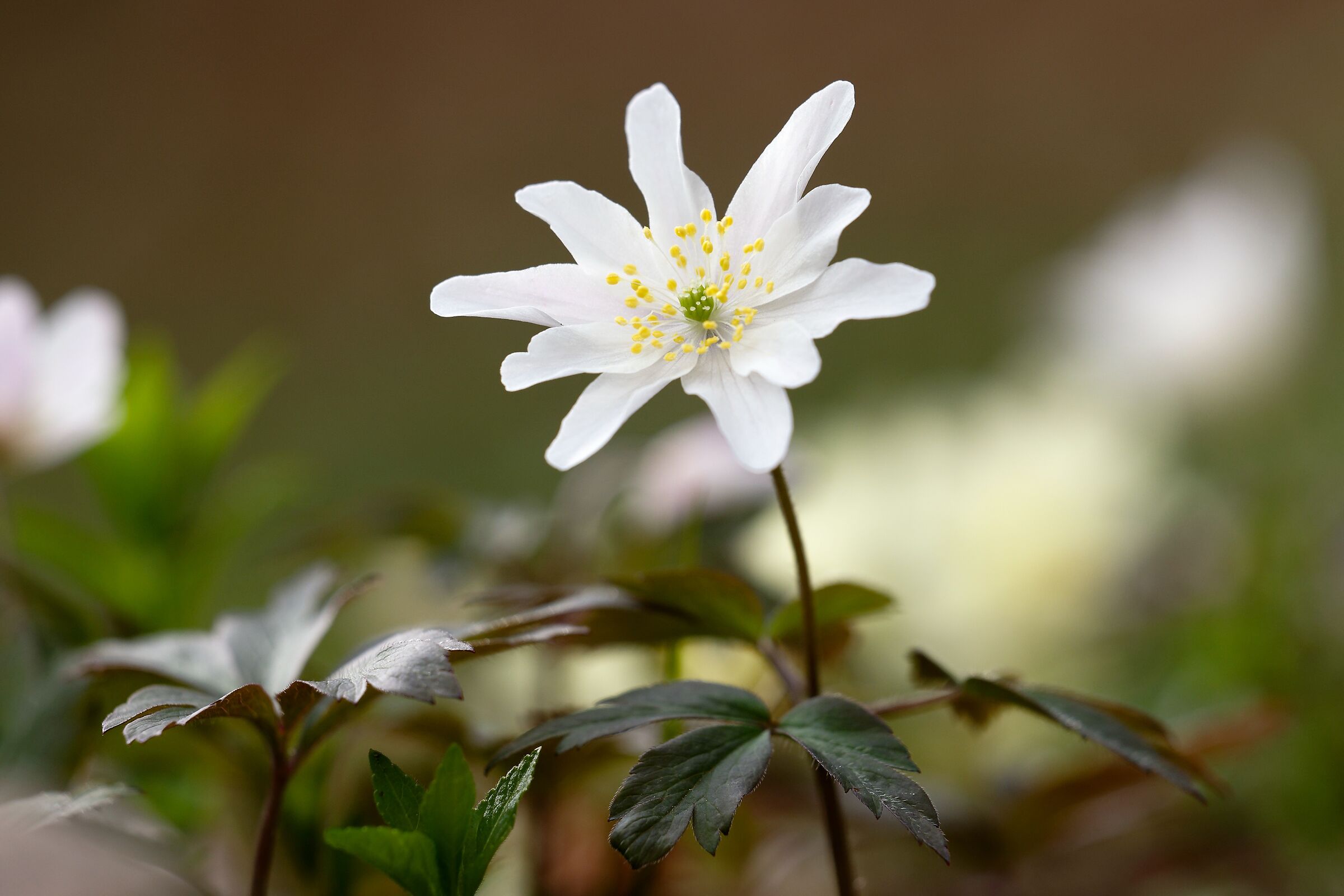 Anemone
