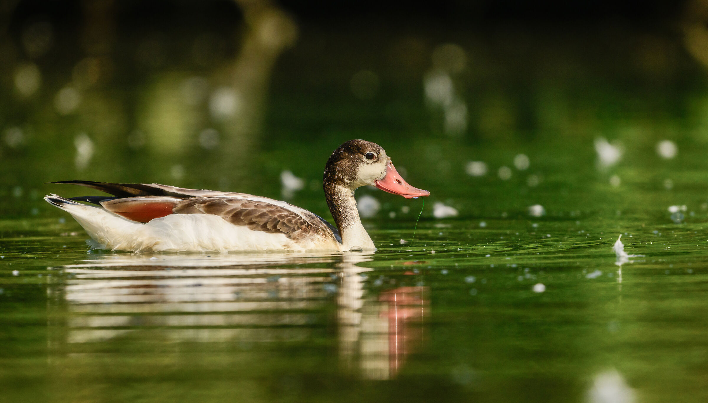 Young shelduck
