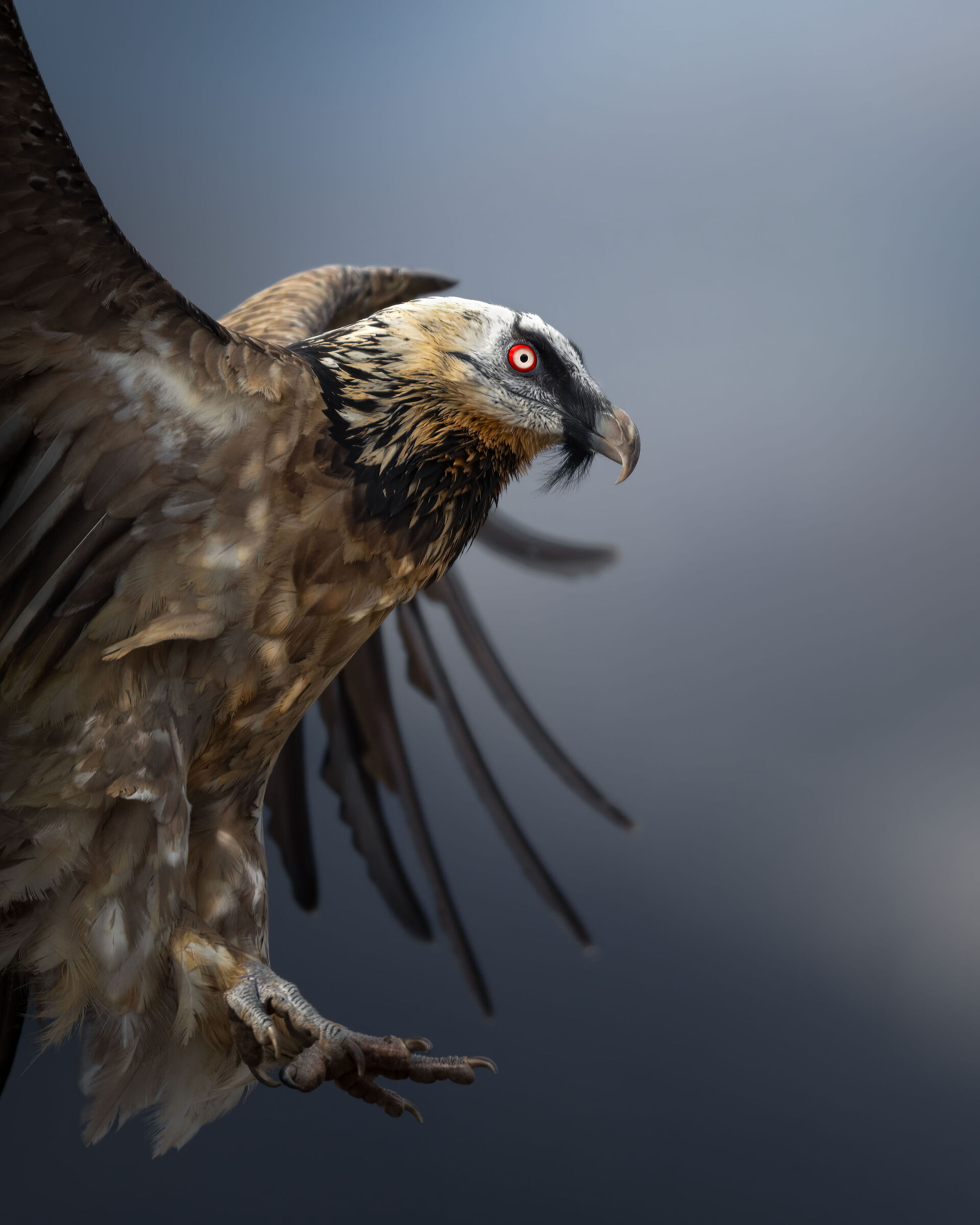Bearded vulture