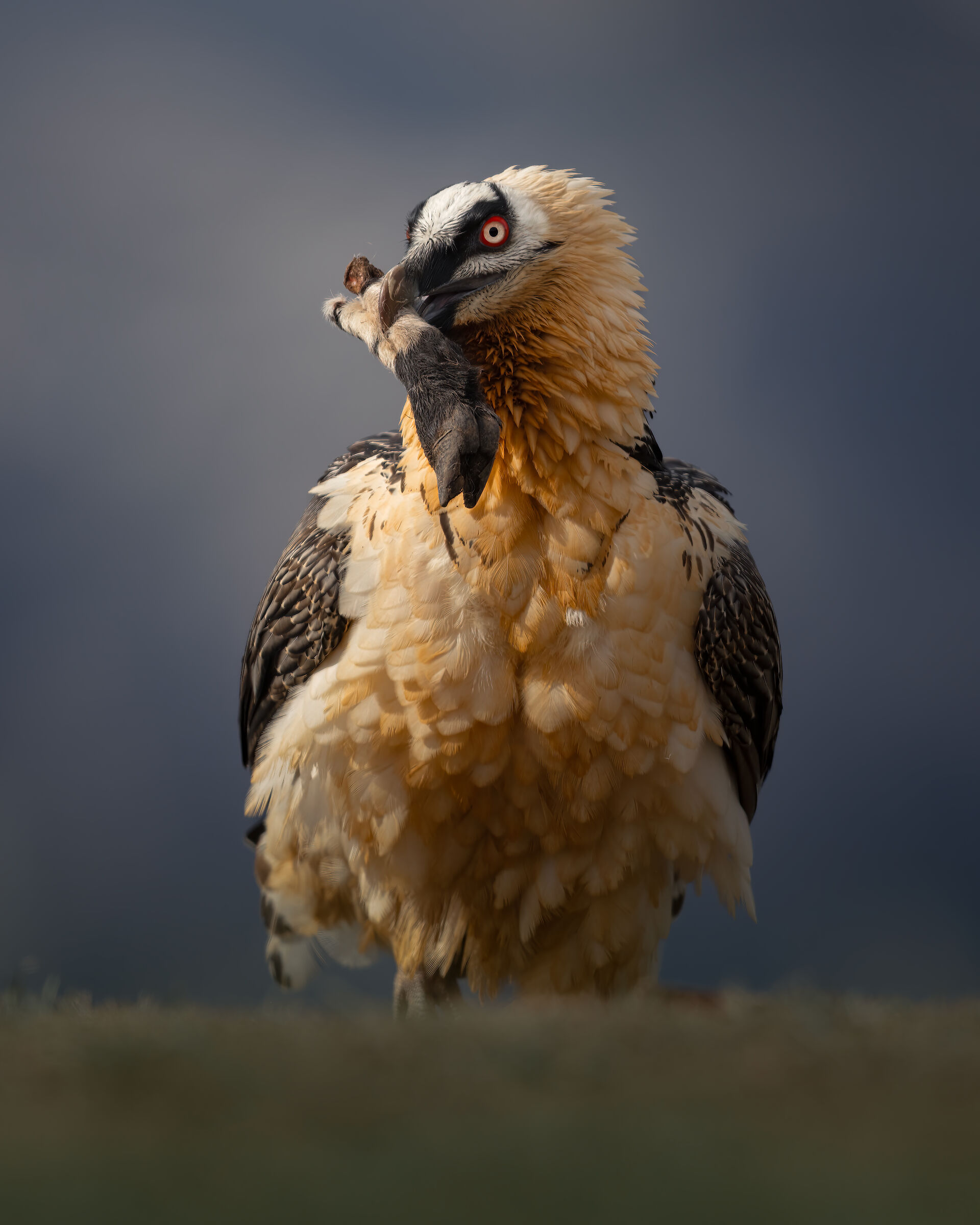 Bearded vulture
