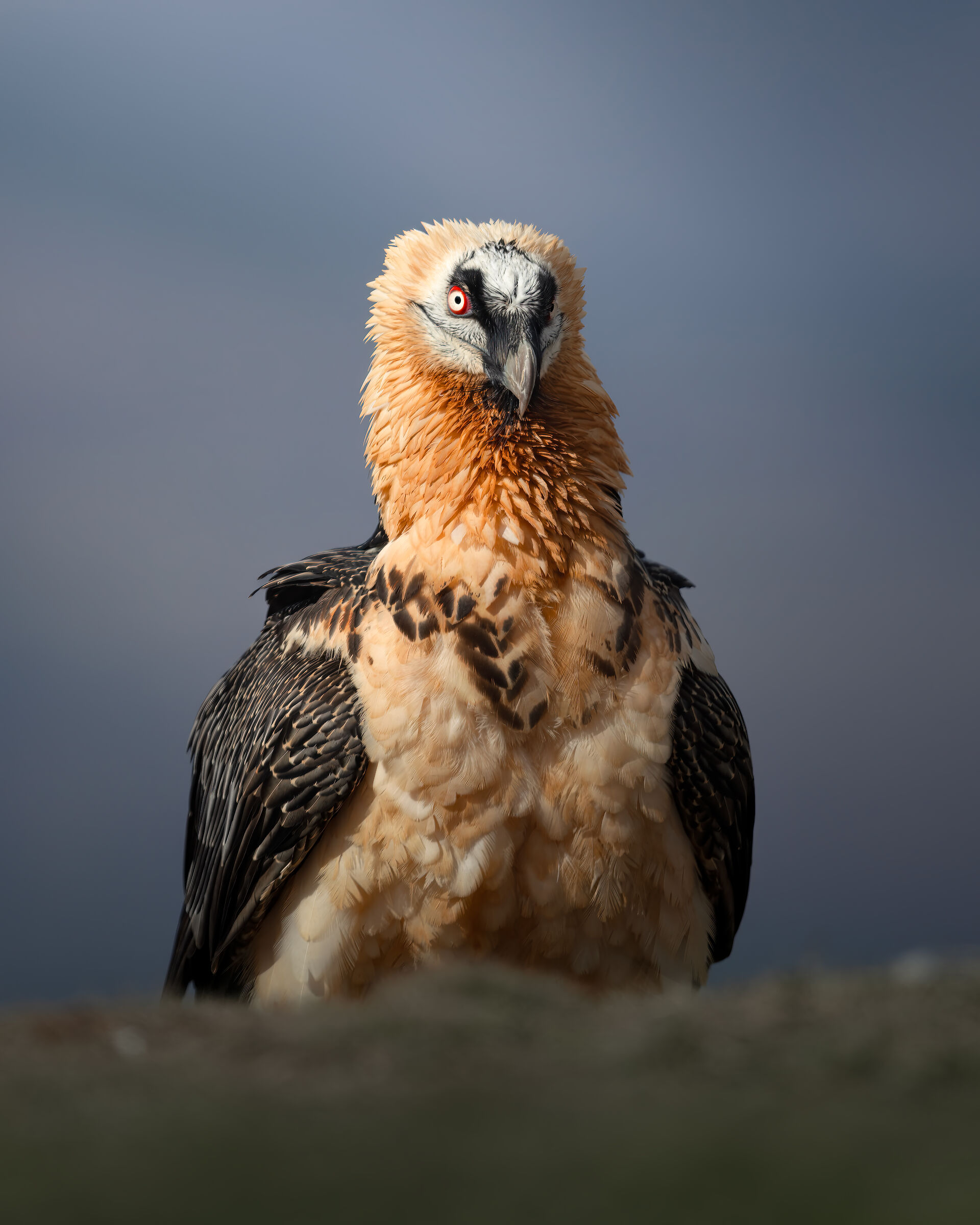 Bearded vulture